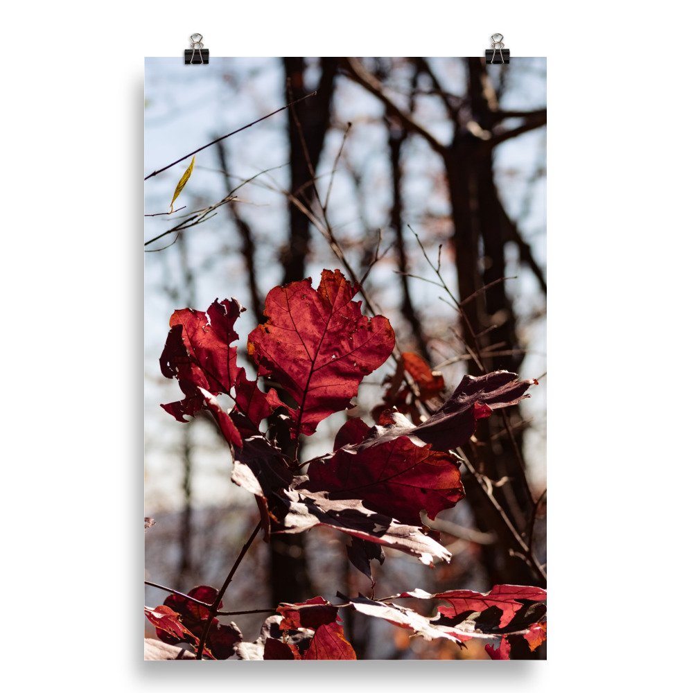 enhanced-matte-paper-poster-(in)-20x30-transparent-66ac4dd1eda34.jpg