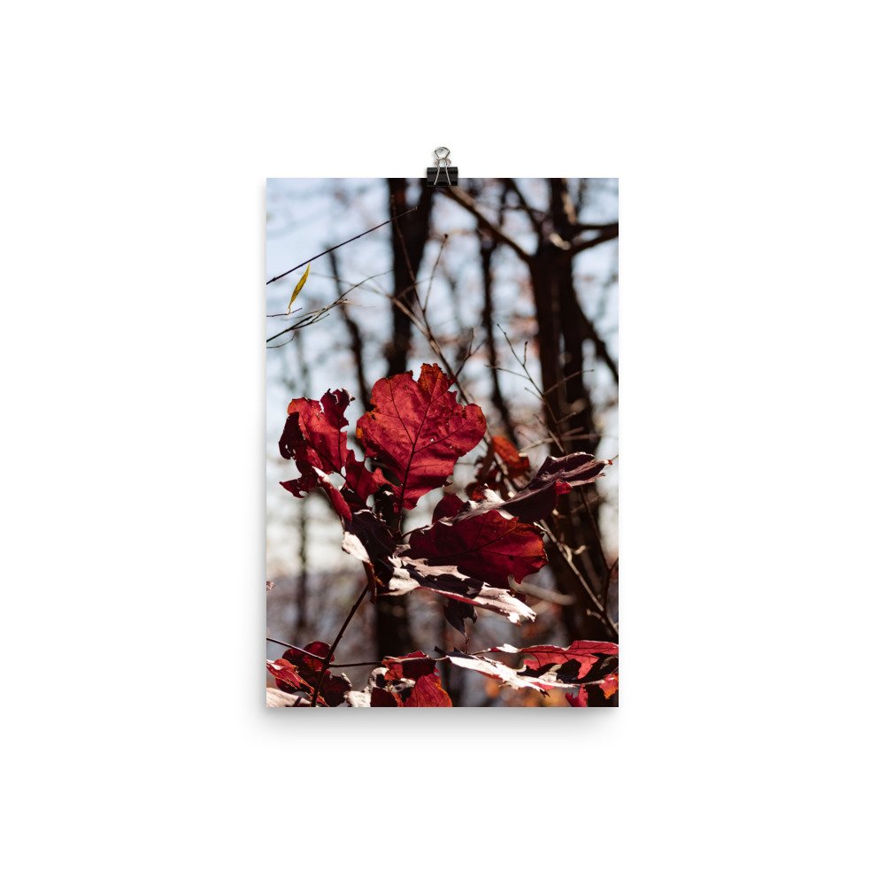 enhanced-matte-paper-poster-(in)-12x18-transparent-66ac4dd1ef173.jpg