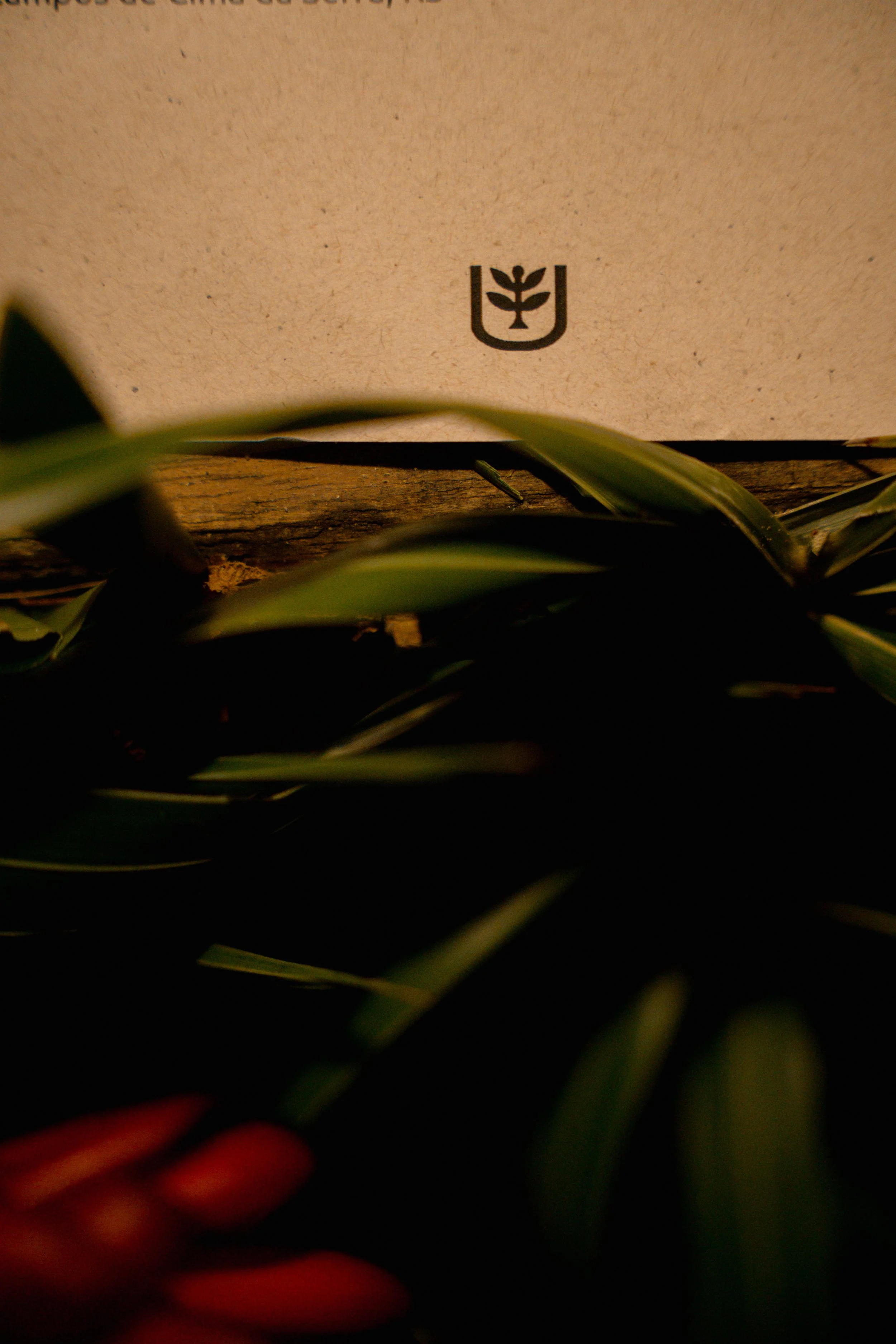 OF2024 DOM20 LUAU UXUA JOTA PE - THEO BUENO_-34.jpg