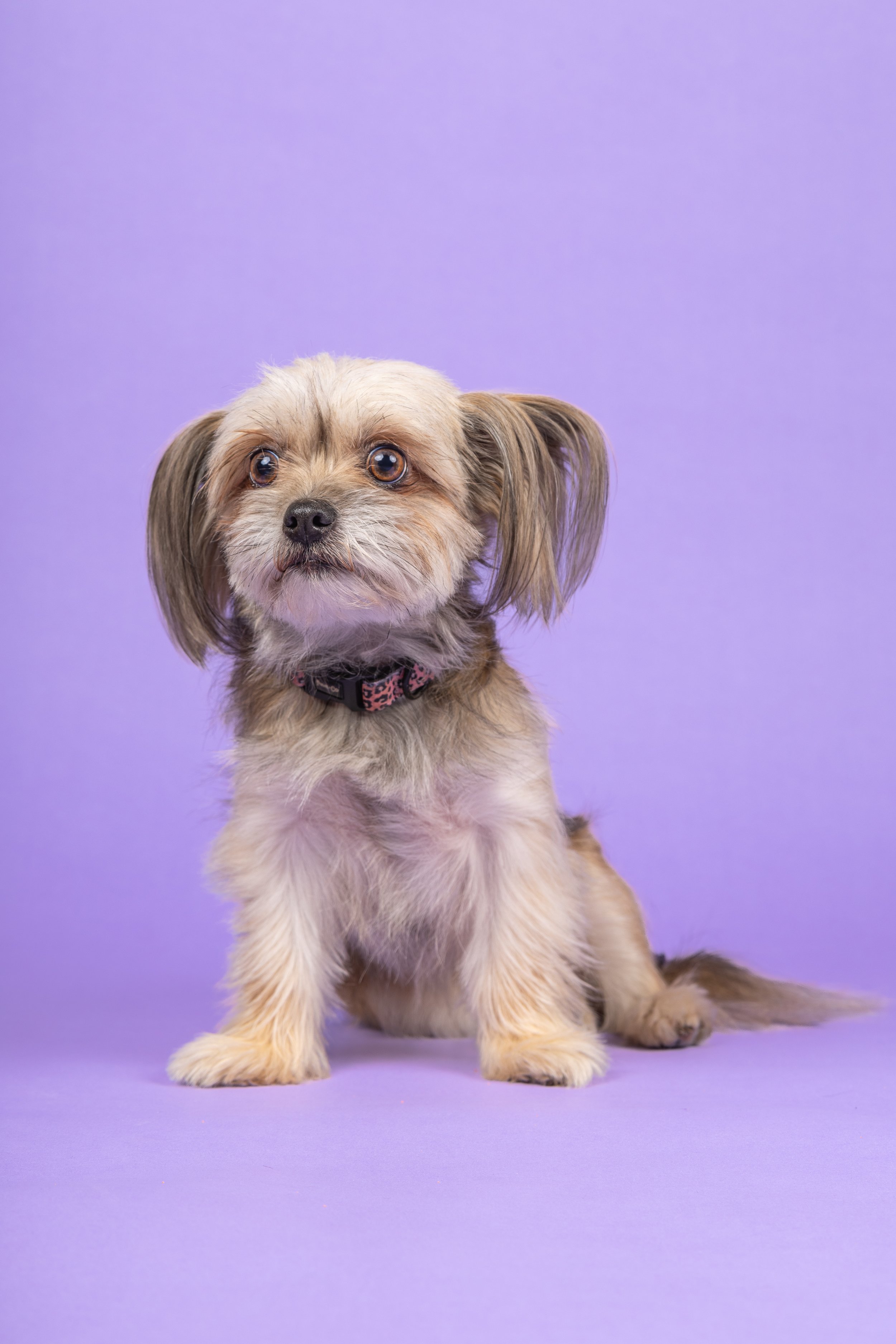 Cute dog sits as he is photographed in Brighton and Hove photography studio.