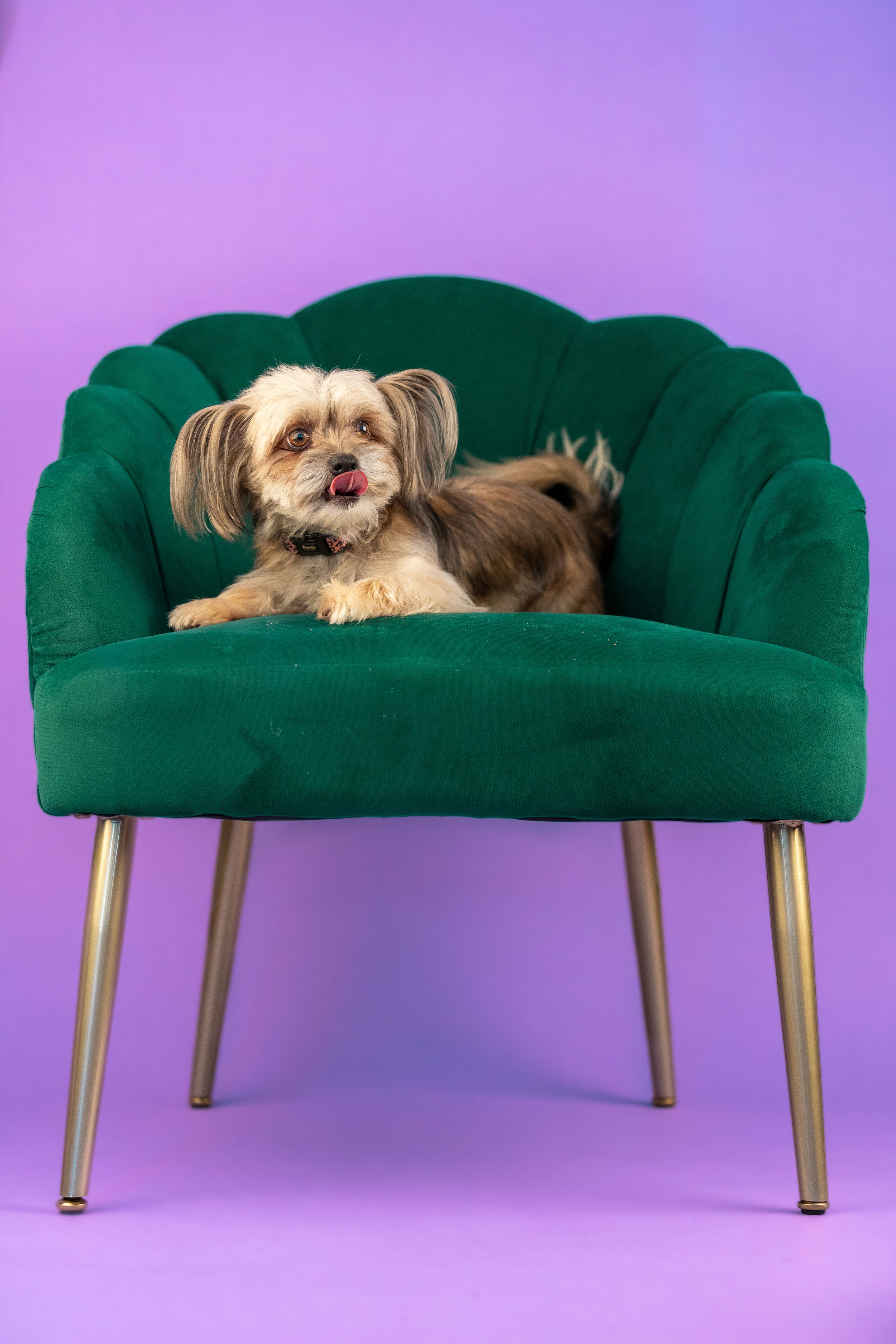 Beautiful and luxurious photography of a dog in Sussex based photography studio
