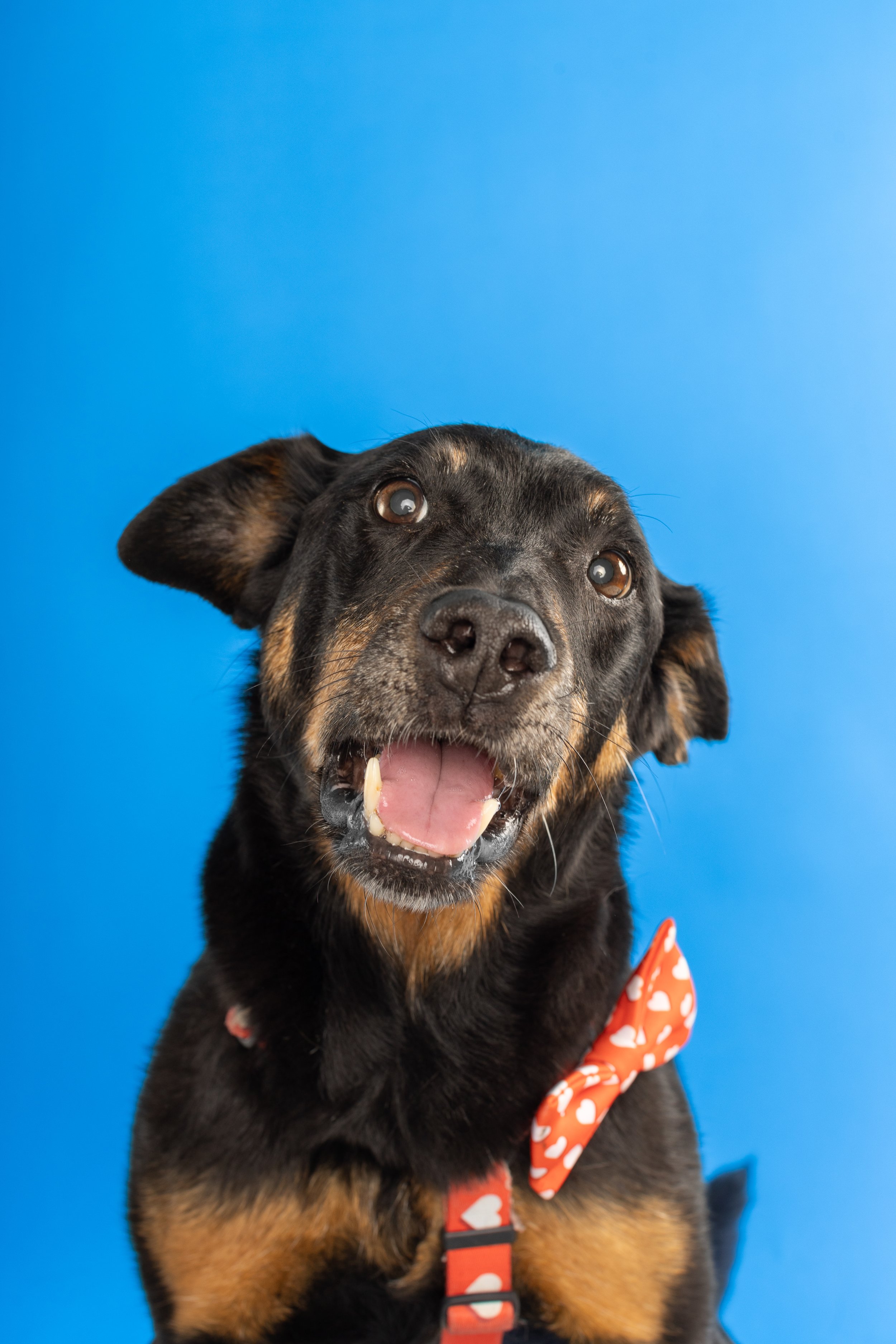 Dog Photography on a blue background in Brighton Photography Studio