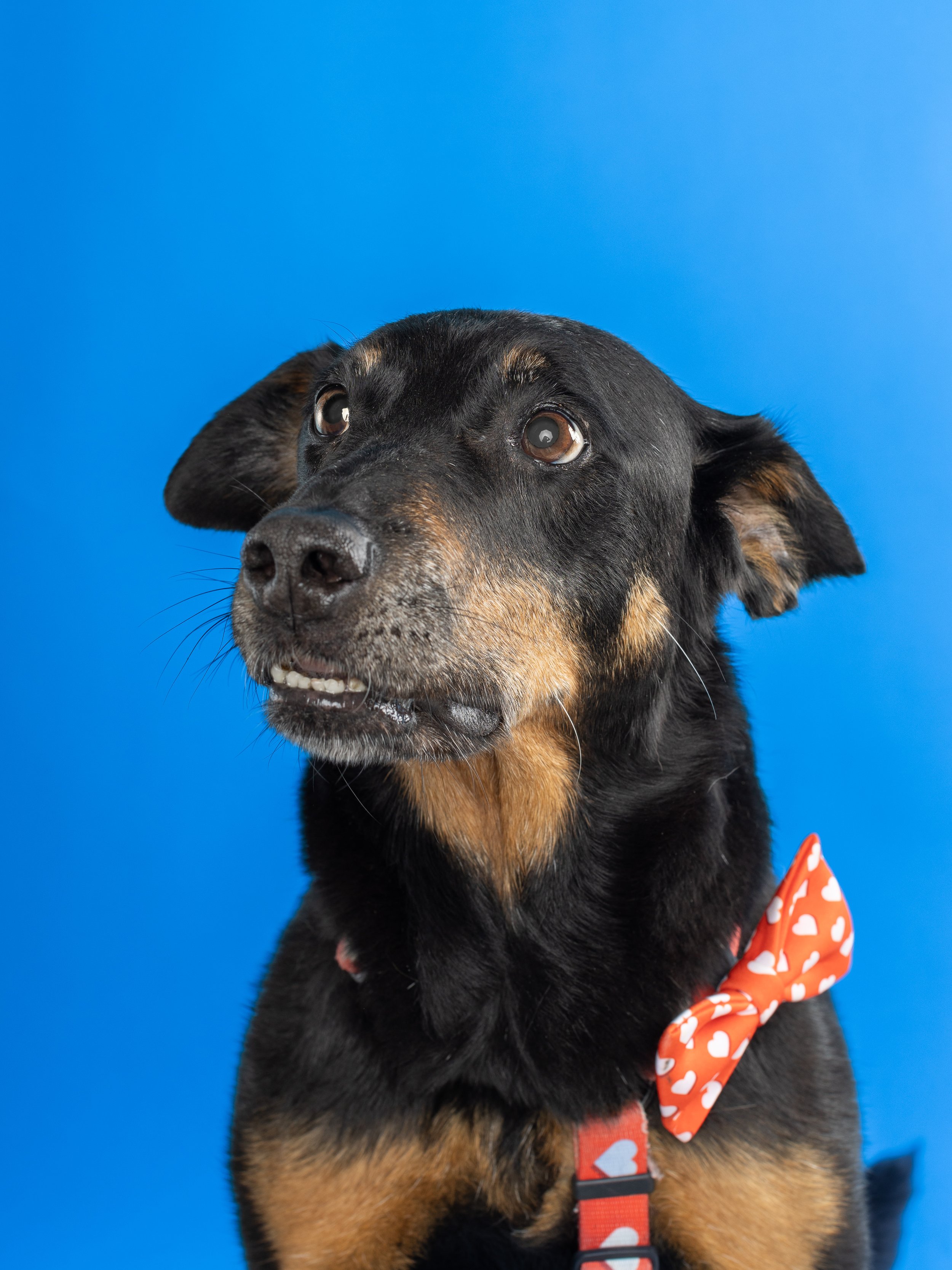 Dog Photography on a blue background in Brighton Photography Studio
