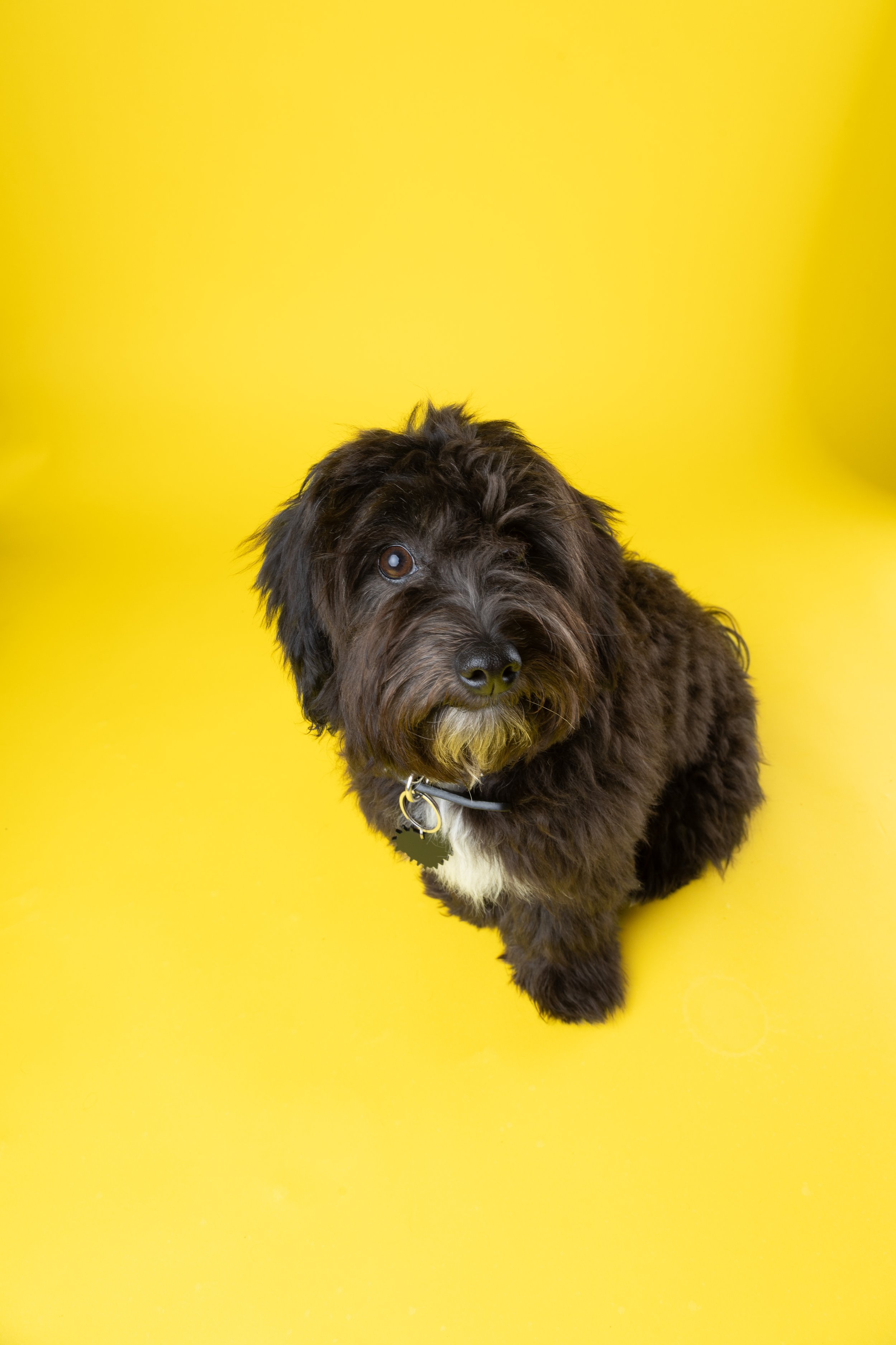 Dog photographed on a vibrant cool yellow background in Brighton Studio