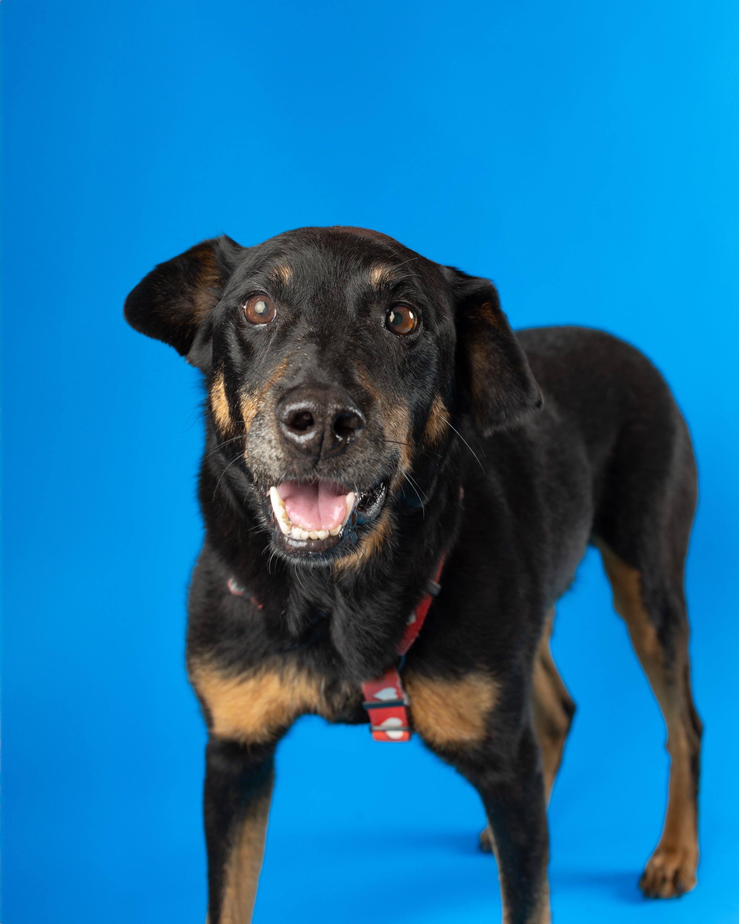 Dog Photography on a blue background in Brighton Photography Studio