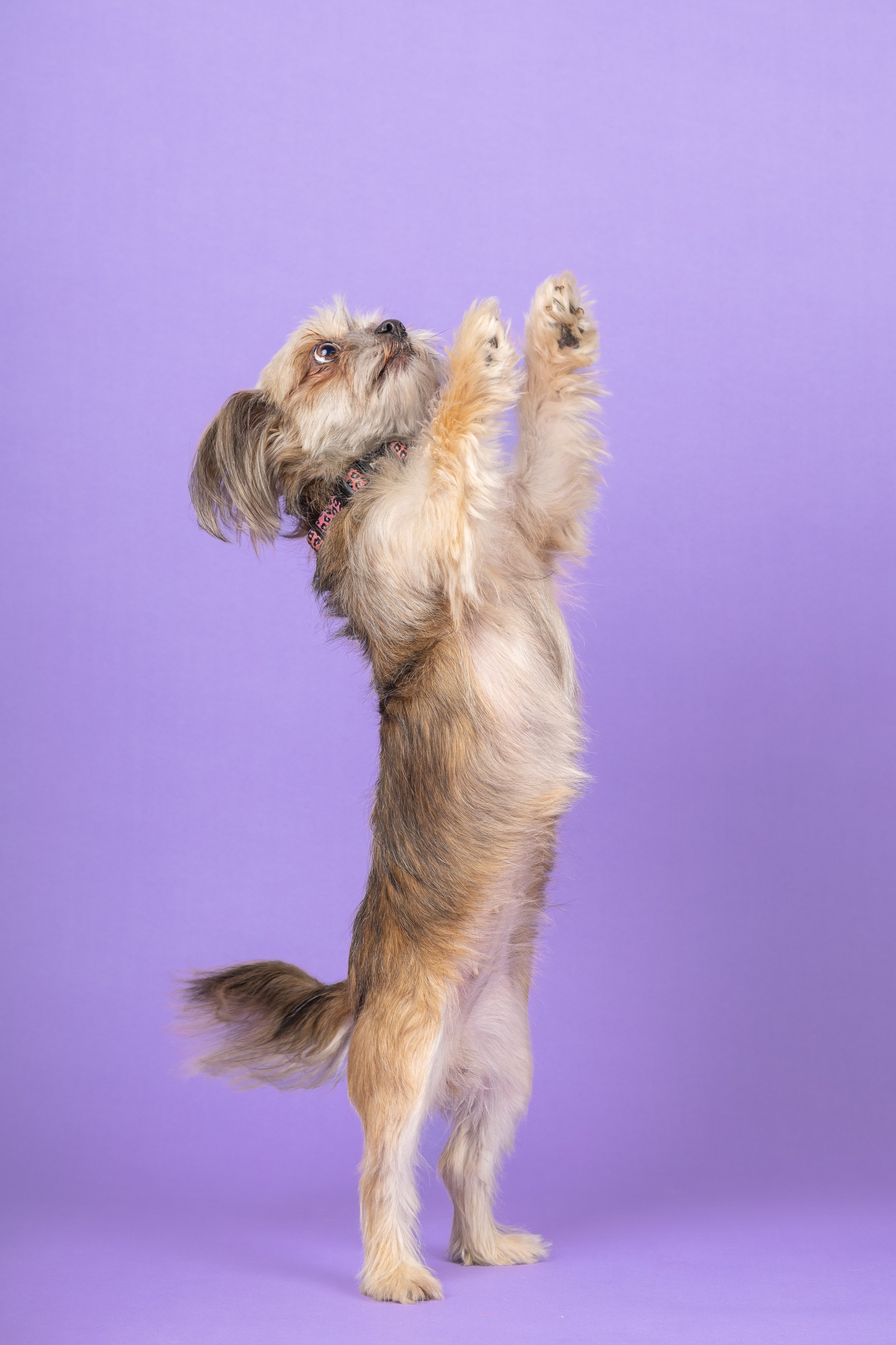 Cute puppy photography in Brighton and Hove. Dog standing up photographed in Sussex photography studio.