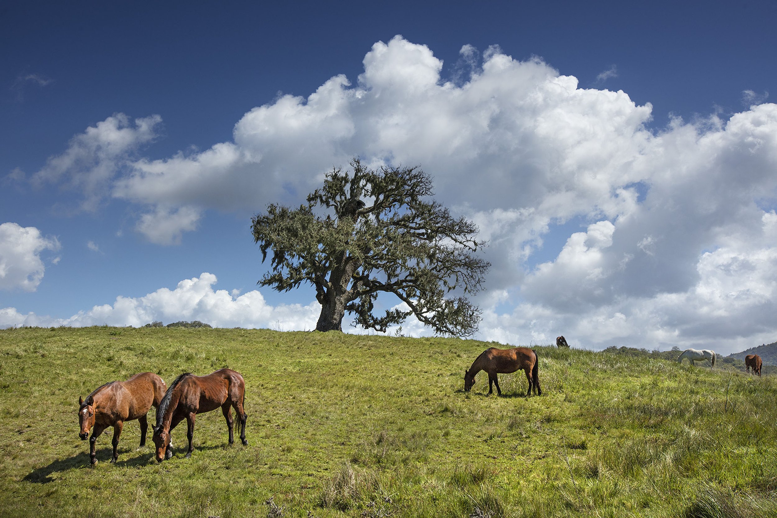 AK_horses on boothill.jpg