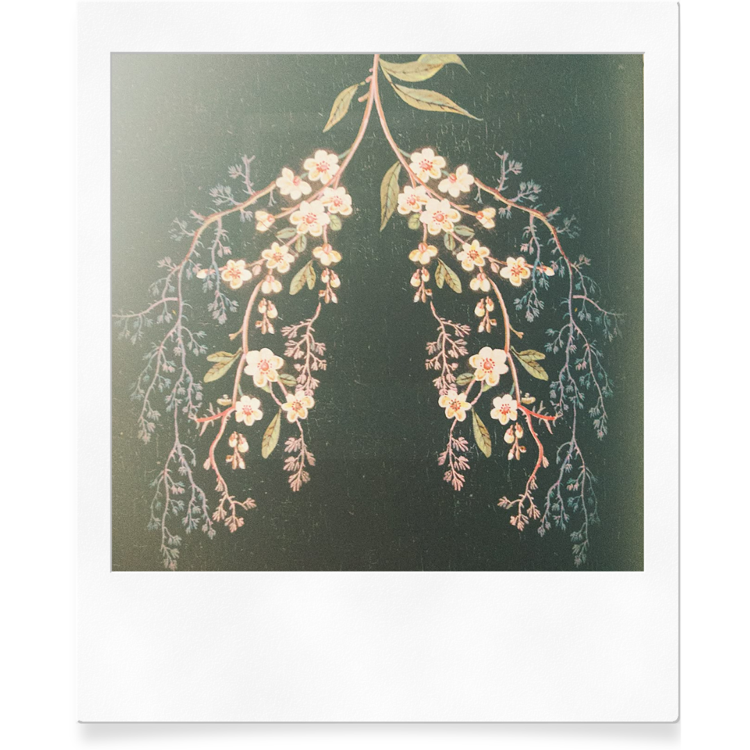Polaroid photo of a branch with pink and white flowers and green leaves against a dark background.