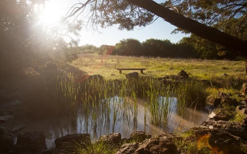 A small pond surrounded by rocks and tall grass, with a picnic table and trees in the background, bathed in sunlight.