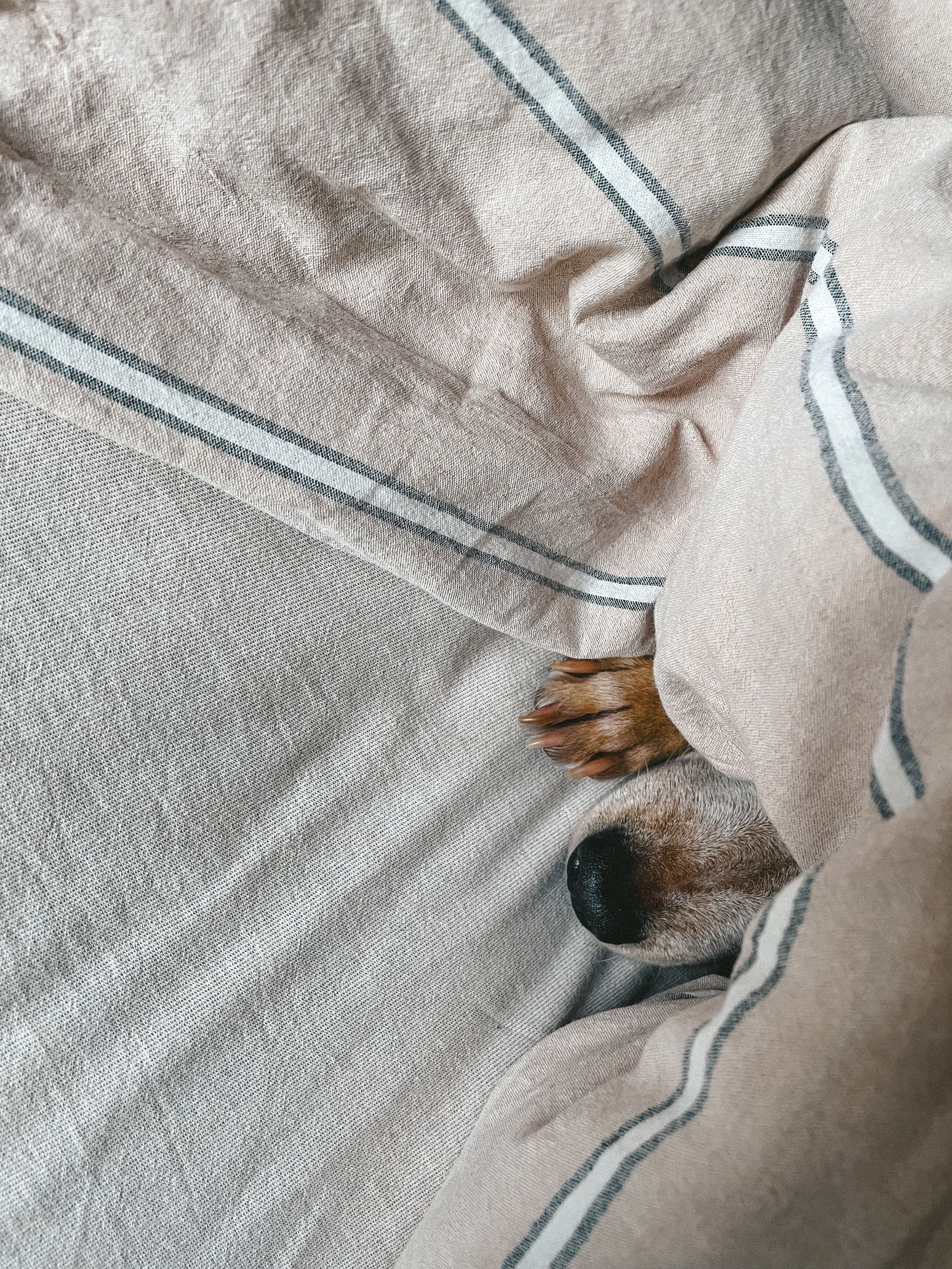 Close-up of a dog's nose and paw, with part of its face covered by a beige blanket with dark stripes, lying on a textured beige surface.