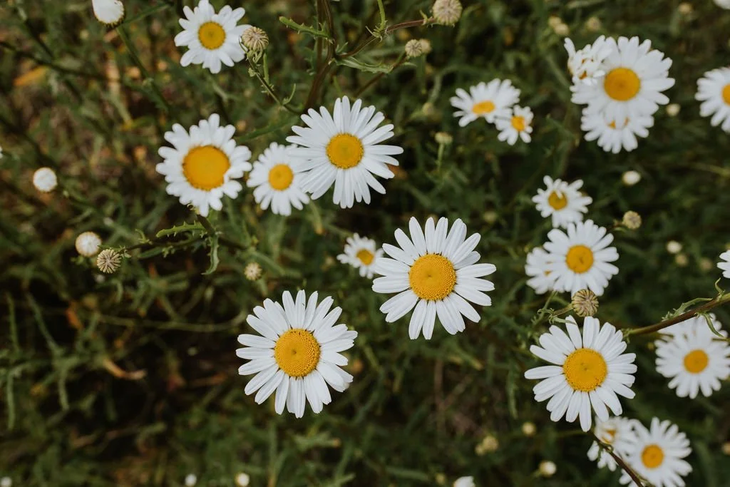 Daisies blooming in a field, reflecting the relaxed and natural style of Paige McDowell Hair