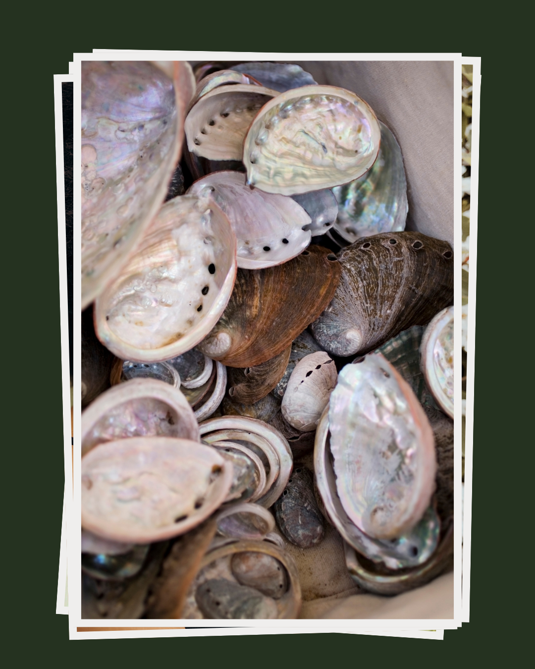 Shell.png