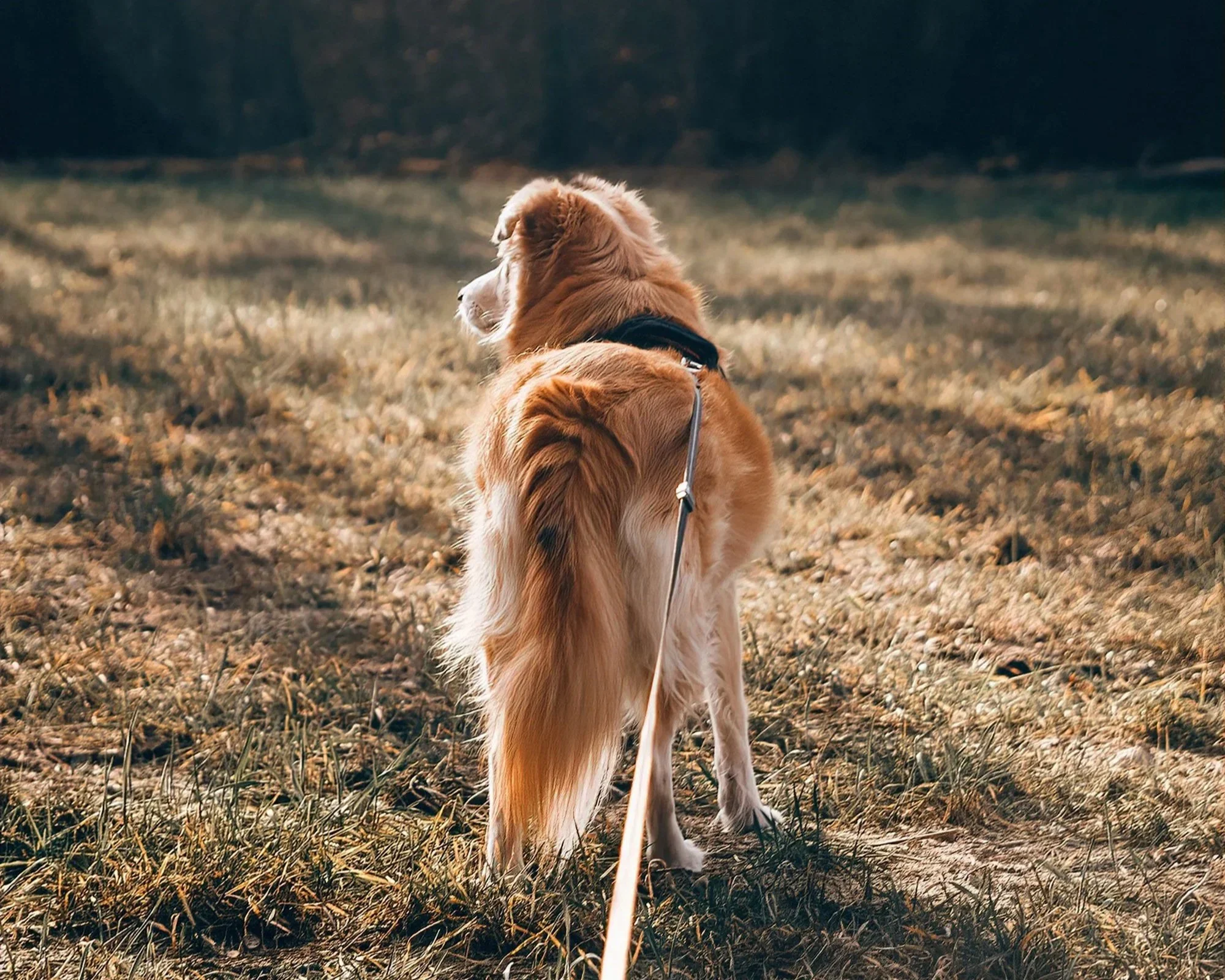 Why Do Dogs React on Walks?
