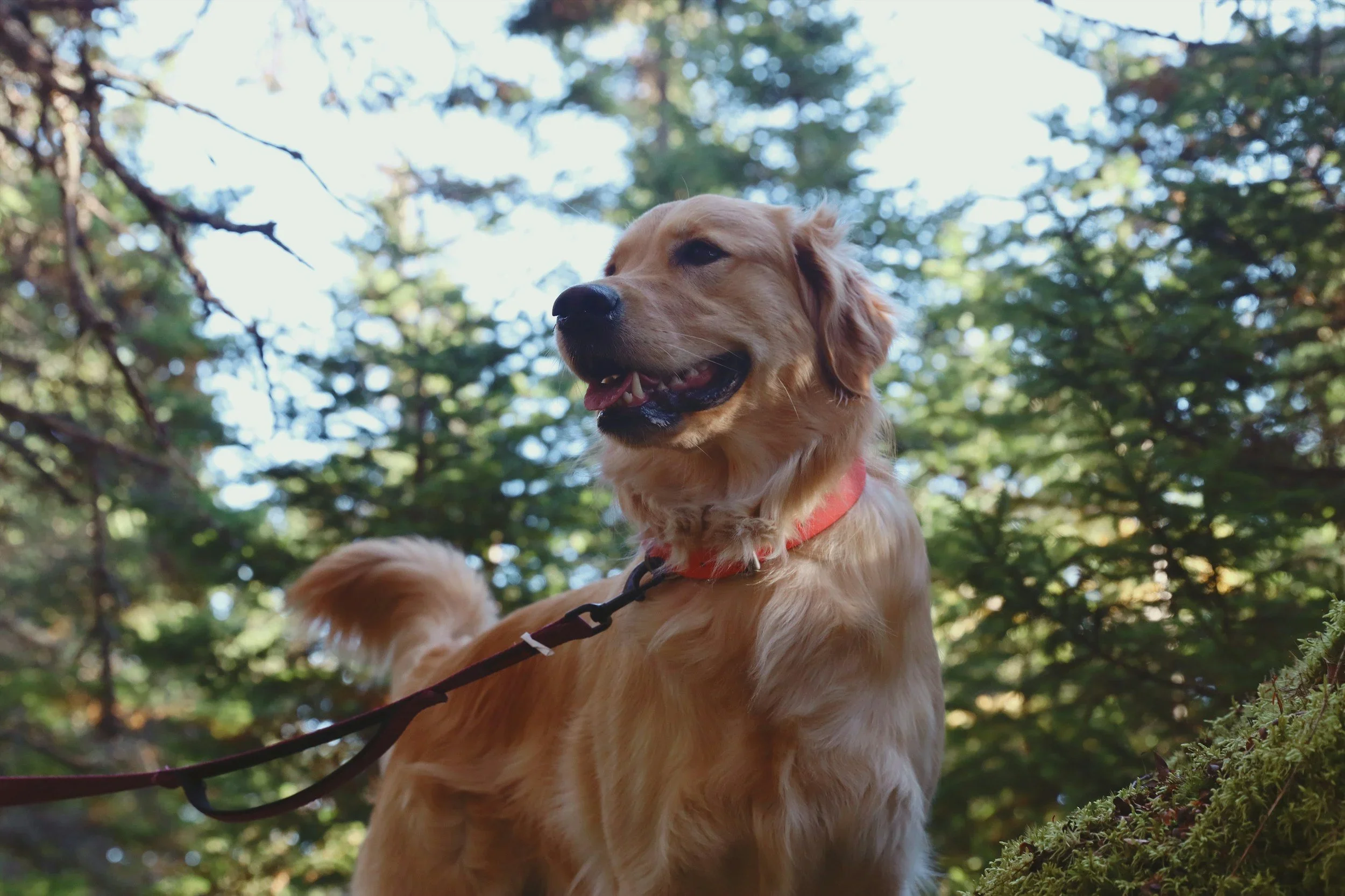 Signs Your Dog Is About To React On A Walk (And What To Do First)