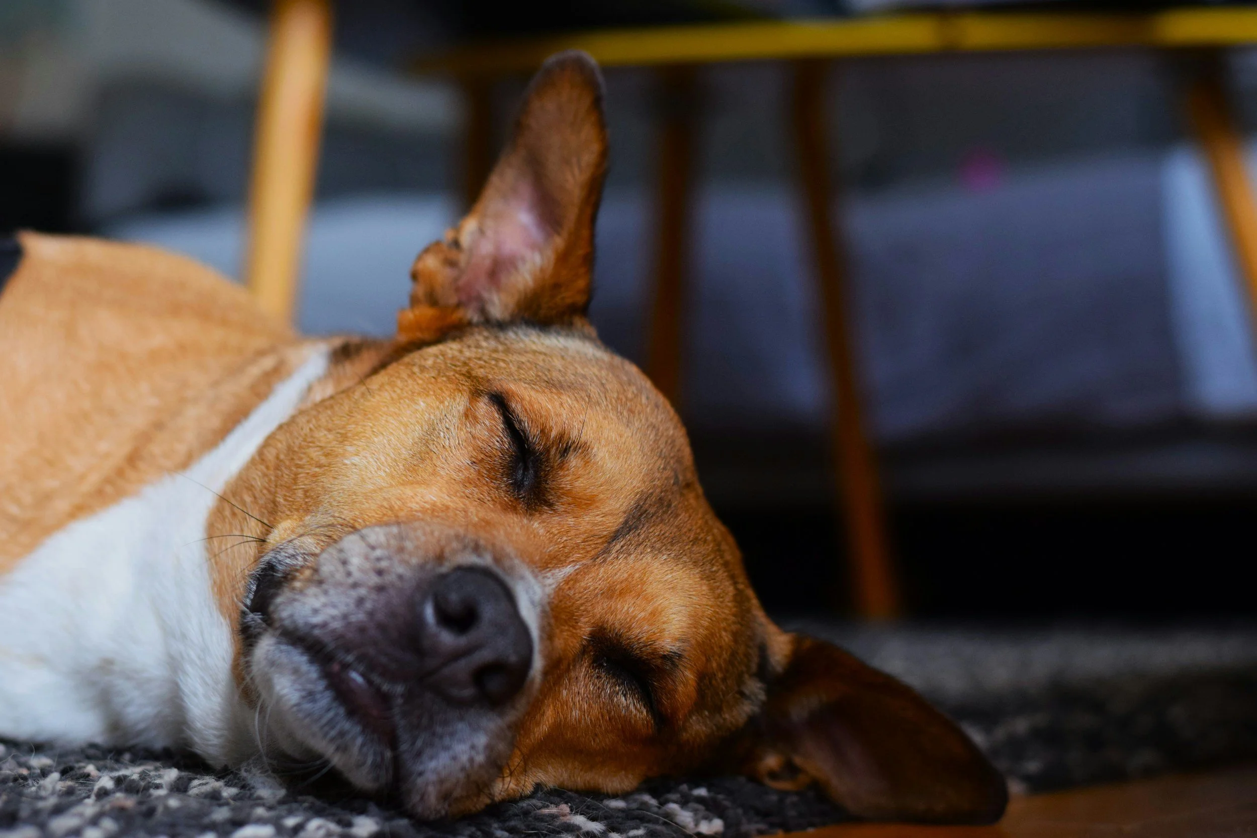 How To Help Your Dog Prepare for Fireworks