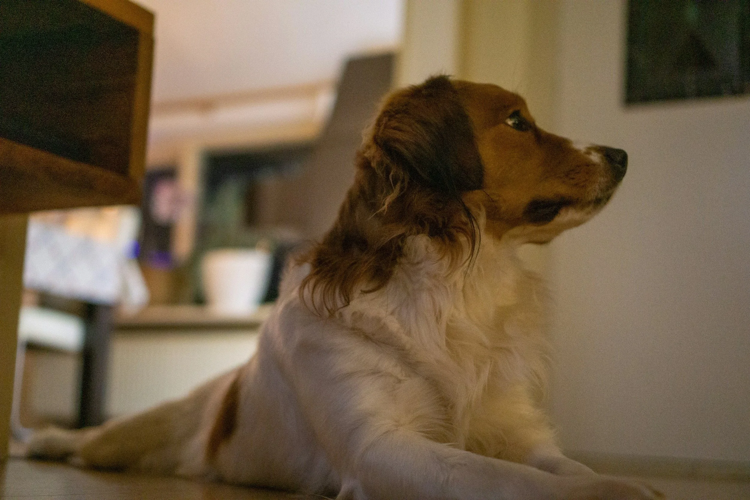 Help! My Dog Is Afraid of Fireworks Right Now (What To Do Tonight)