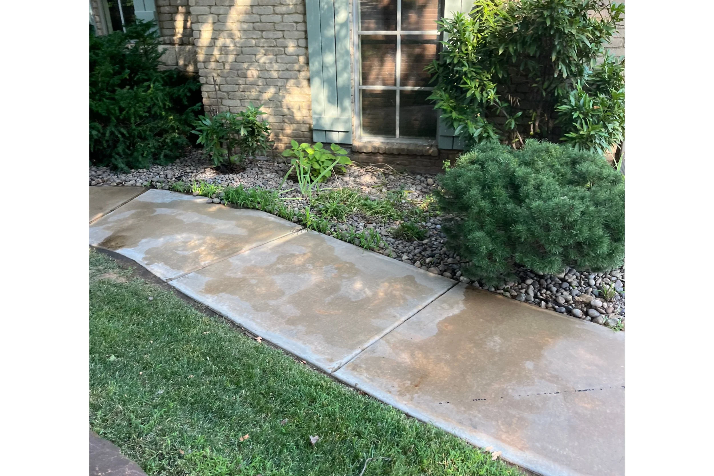 Front yard with wet concrete sidewalk, grass lawn, green shrubs, and a brick house with a window and green shutters.