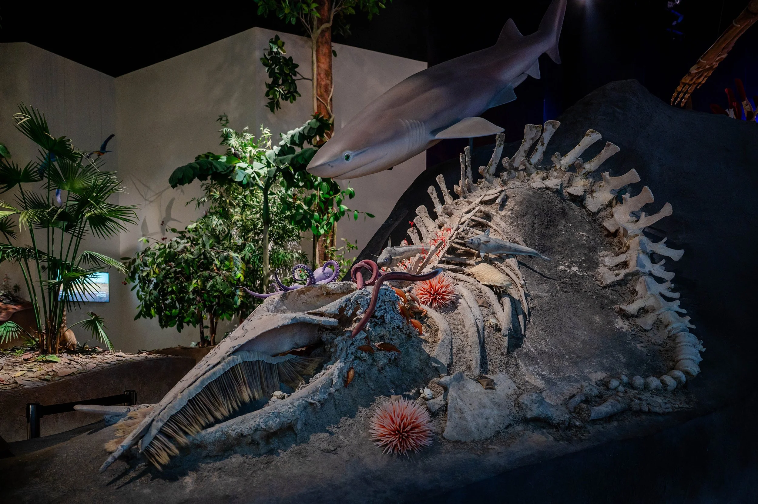 natural-history-museum-abu-dhabi-inside-martyn-white-uae-13.jpg