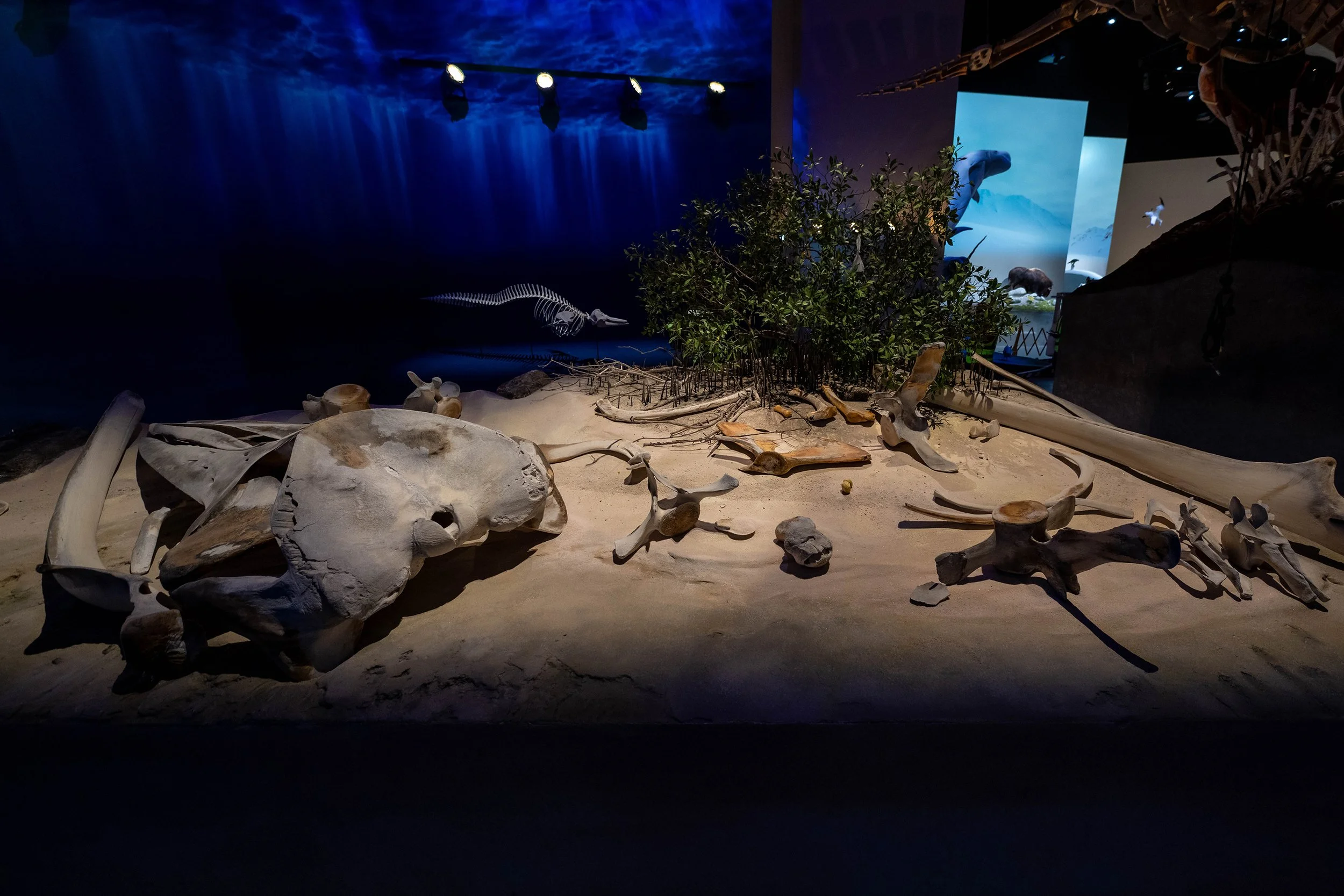 natural-history-museum-abu-dhabi-inside-martyn-white-uae-2.jpg