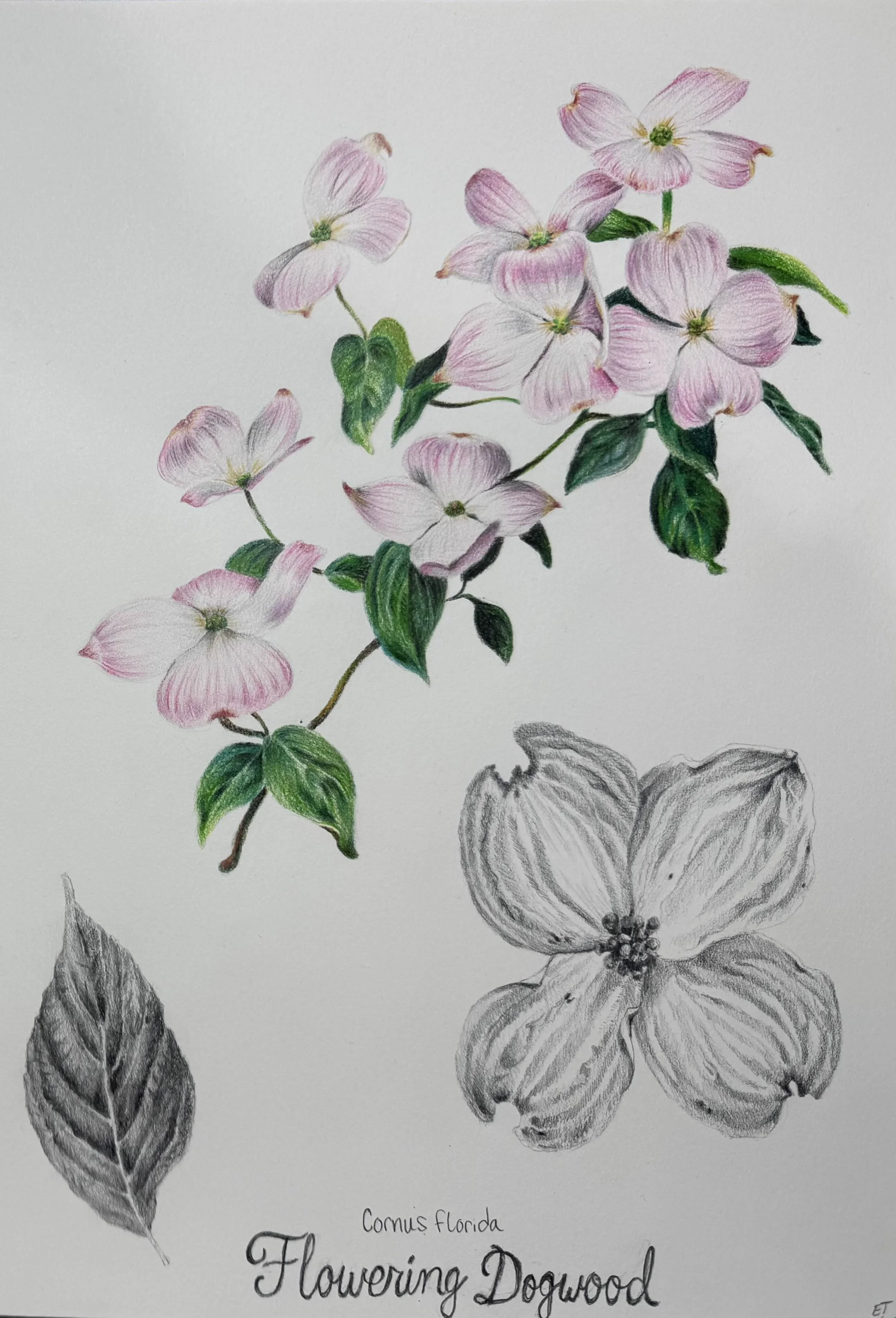 Flowering Dogwood, 2025