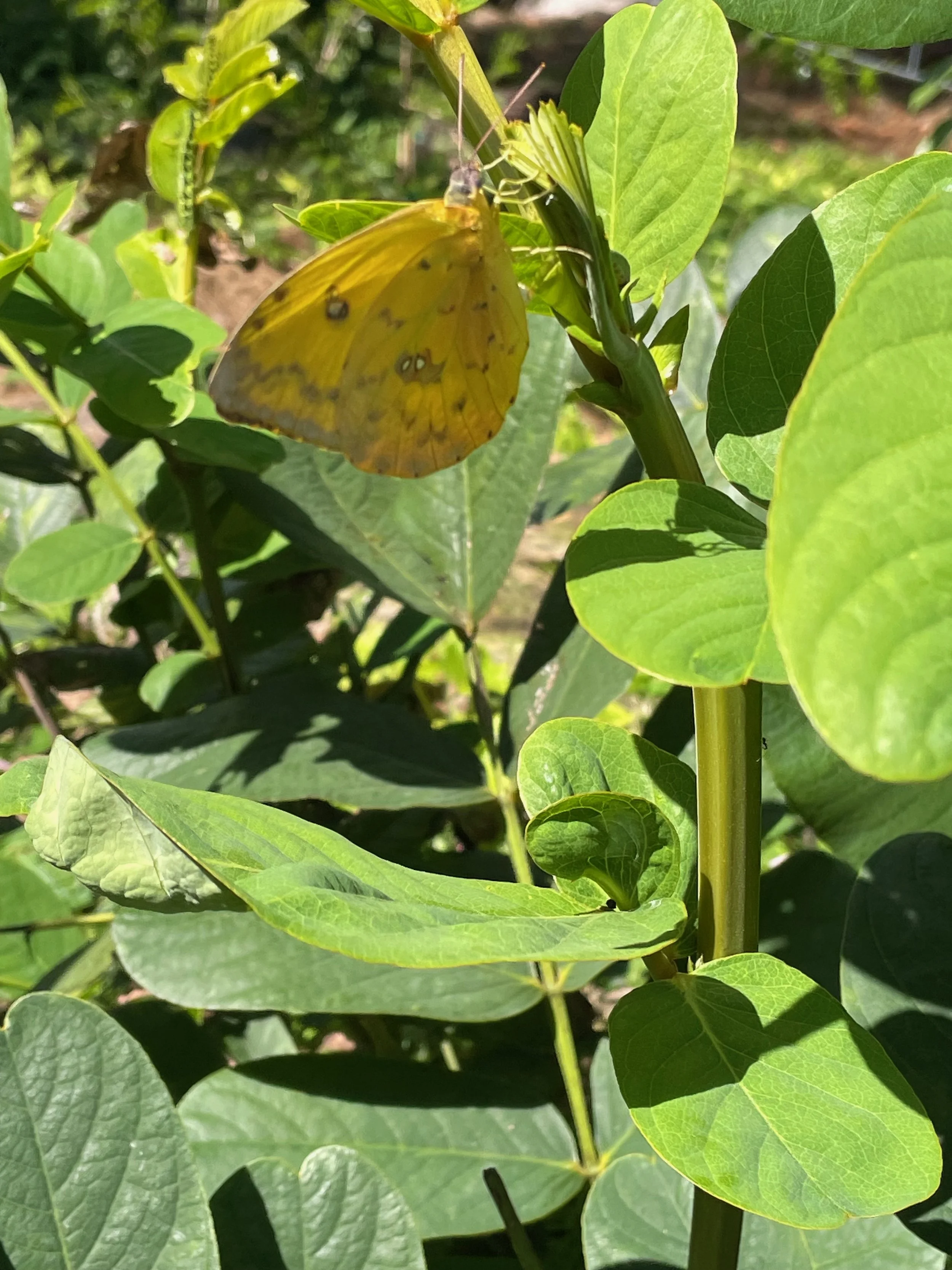 Cloudless Sulphur on Cassias at Longwing2.jpeg