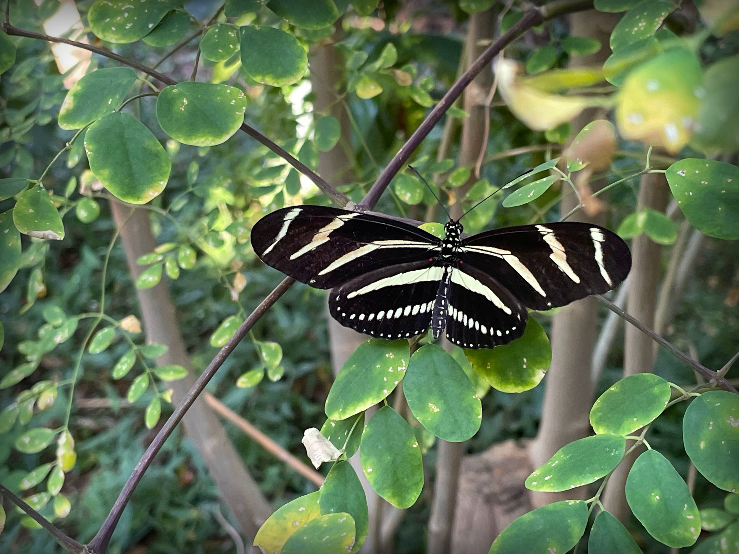 Zebra Longwing on Moringa Single.jpeg