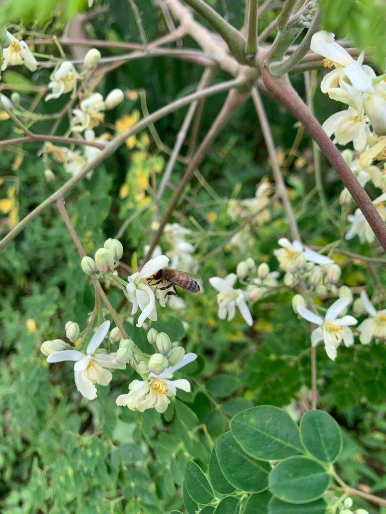 Bees on Moringa.jpeg