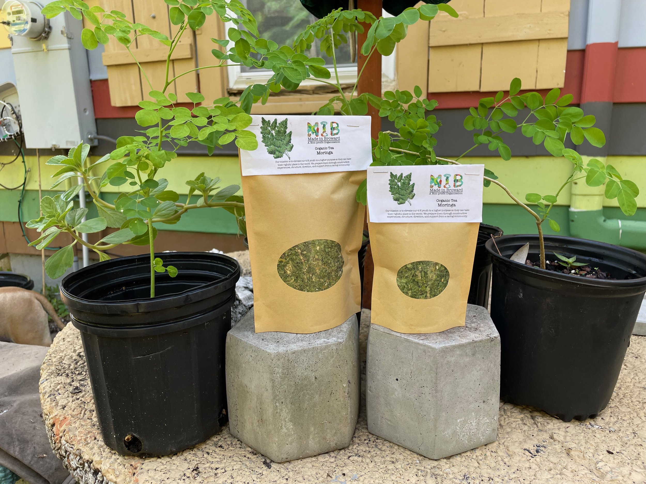 Moringa.jpeg
