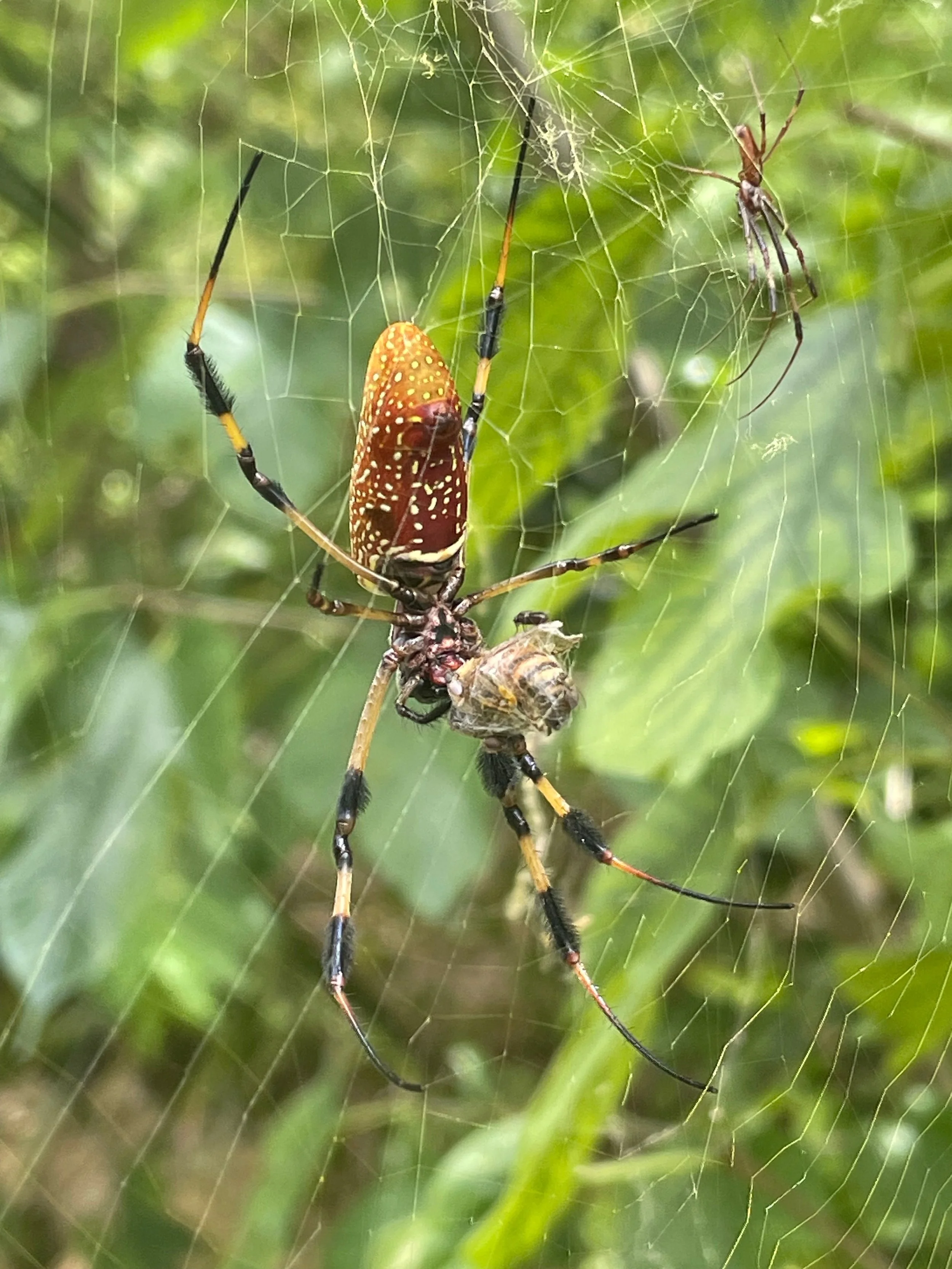 Banana Spider