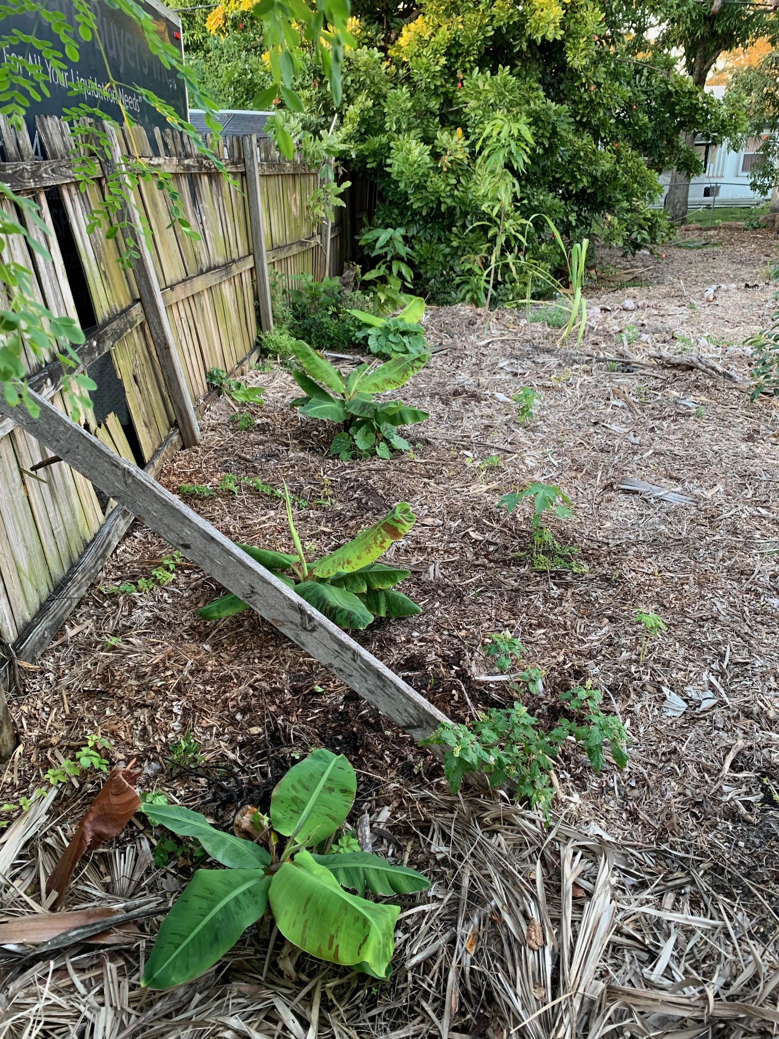 Baby Bananas planted at Monarch