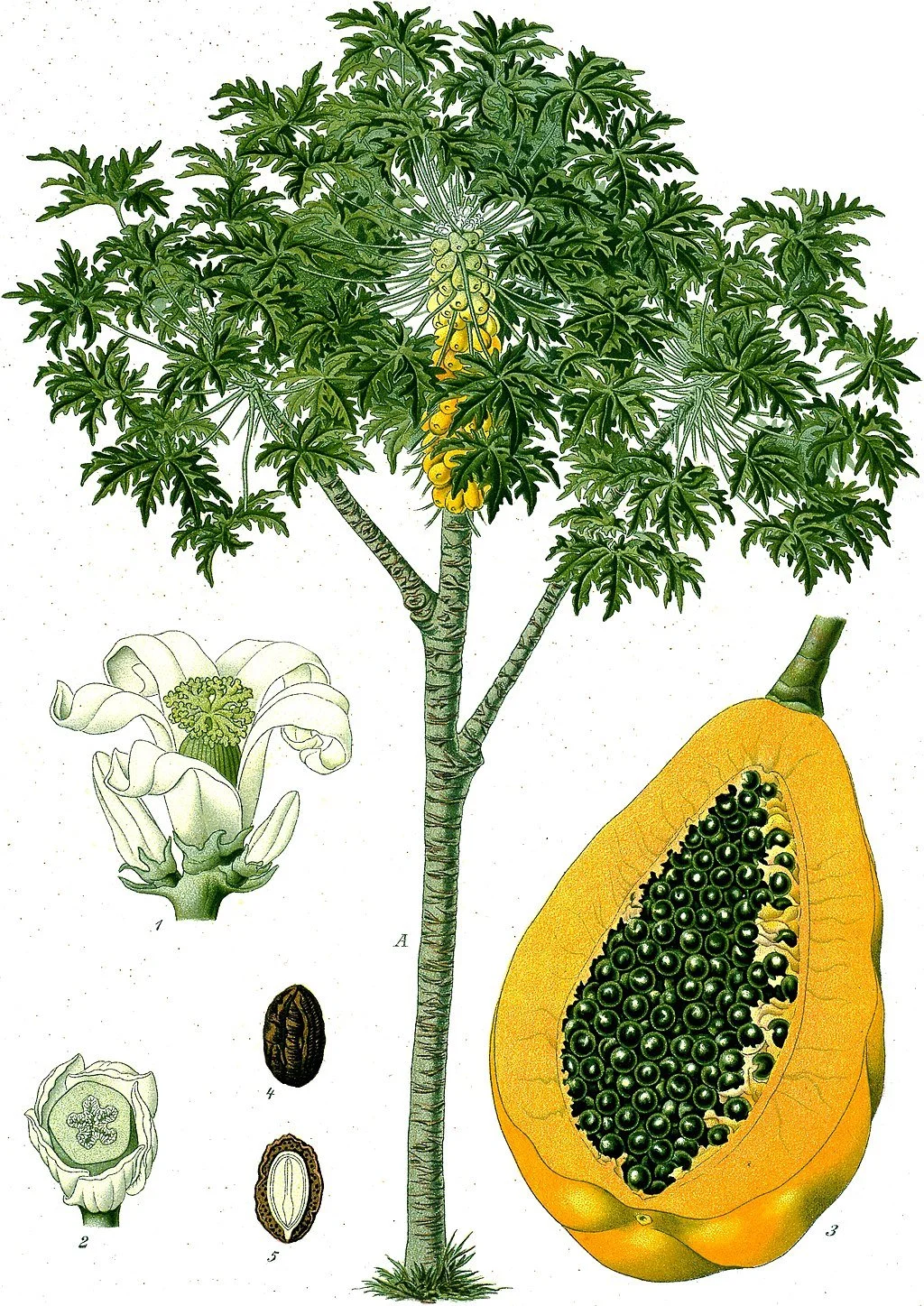 1024px-Carica_papaya_-_Köhler–s_Medizinal-Pflanzen-029.jpg