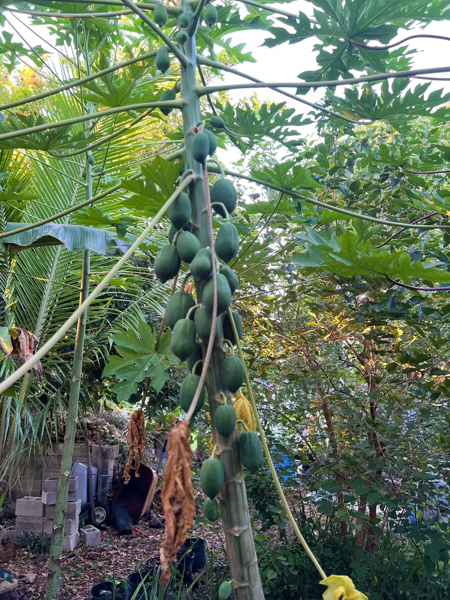 Papaya at Monarch.jpeg