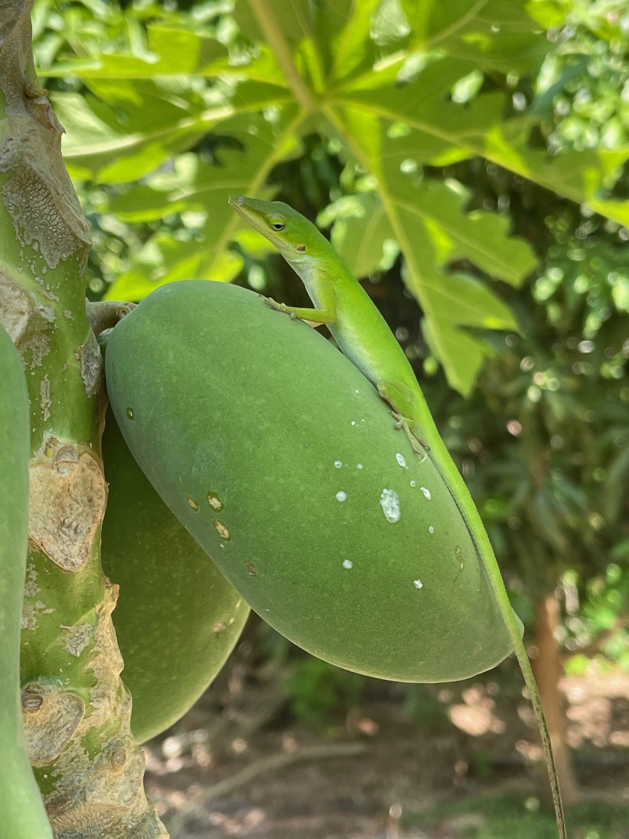 Anole on papaya4.jpeg