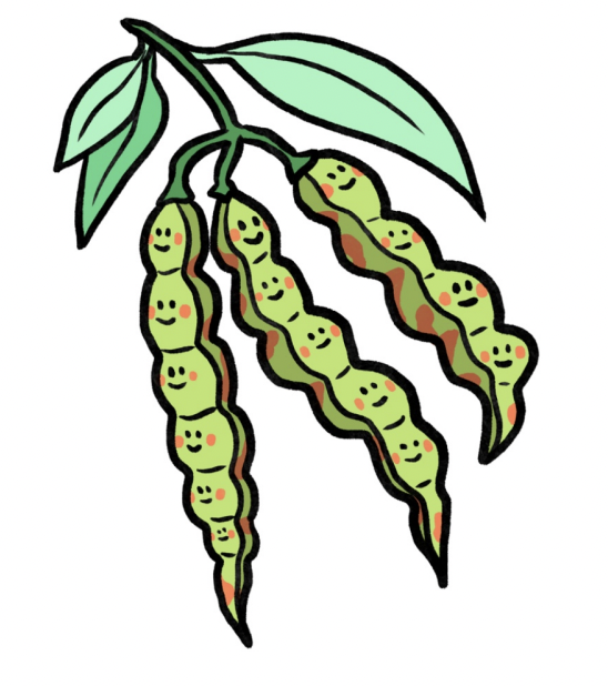 SM Pigeon Pea.png