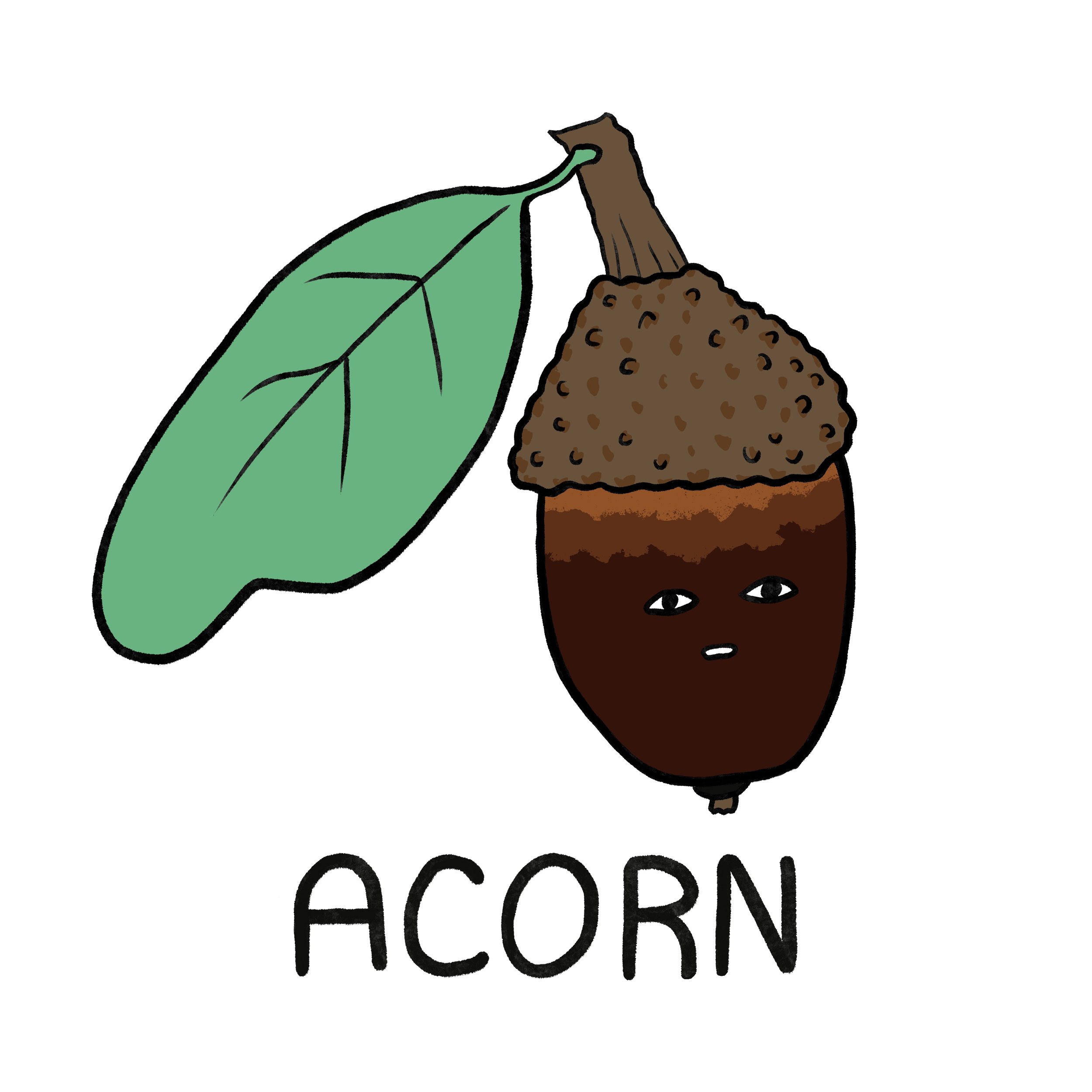 acorn.jpg