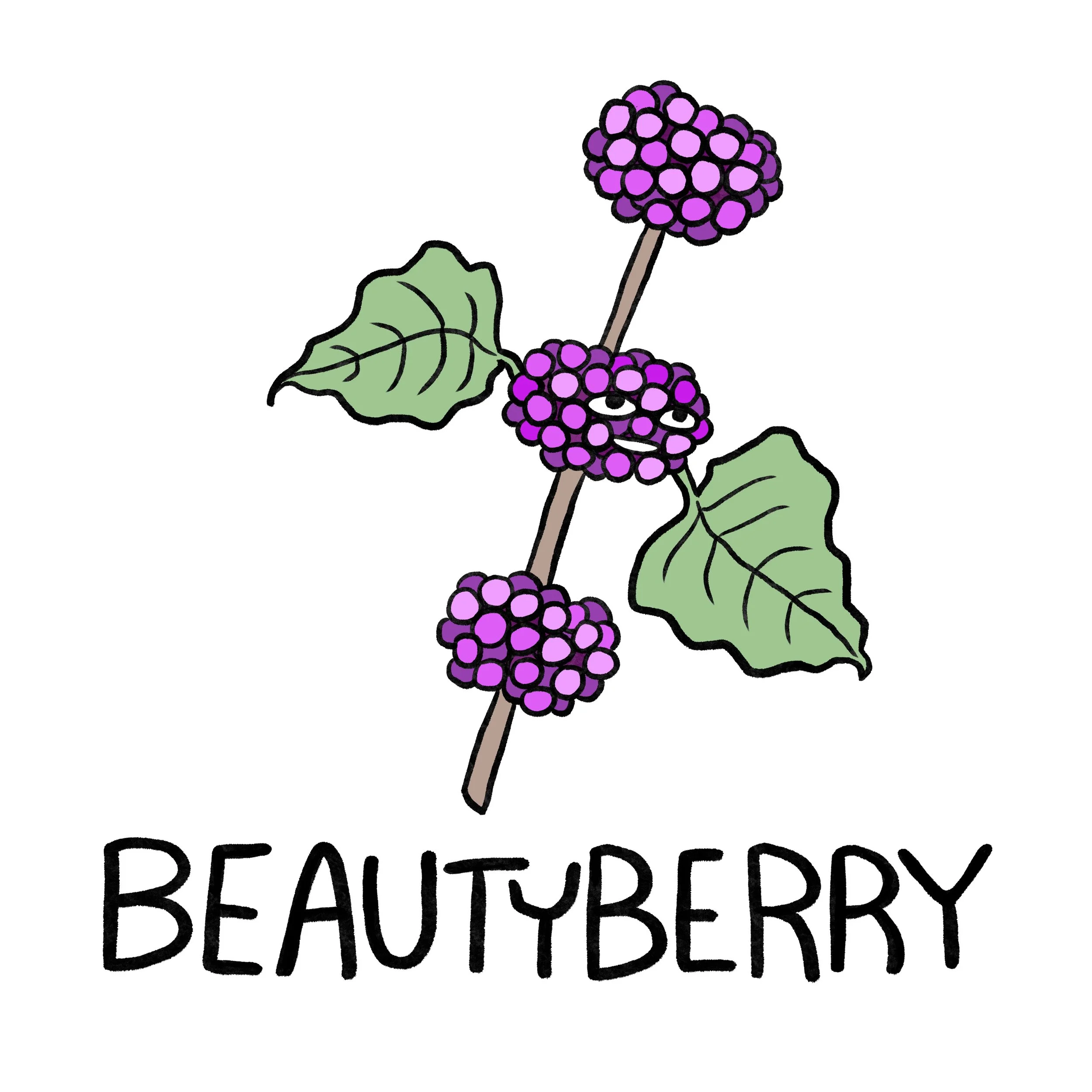 beautyberry.jpg