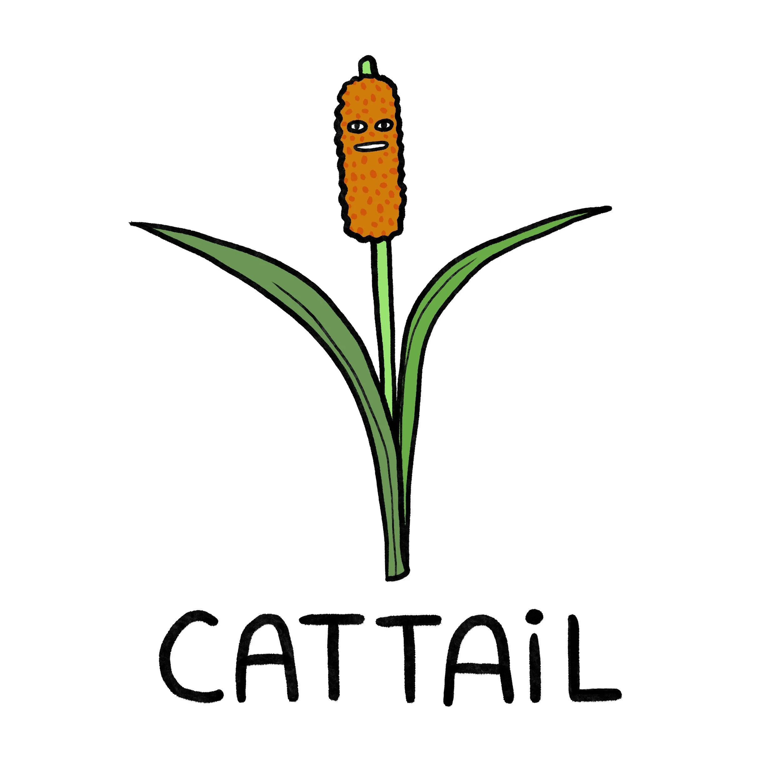 cattail.jpg