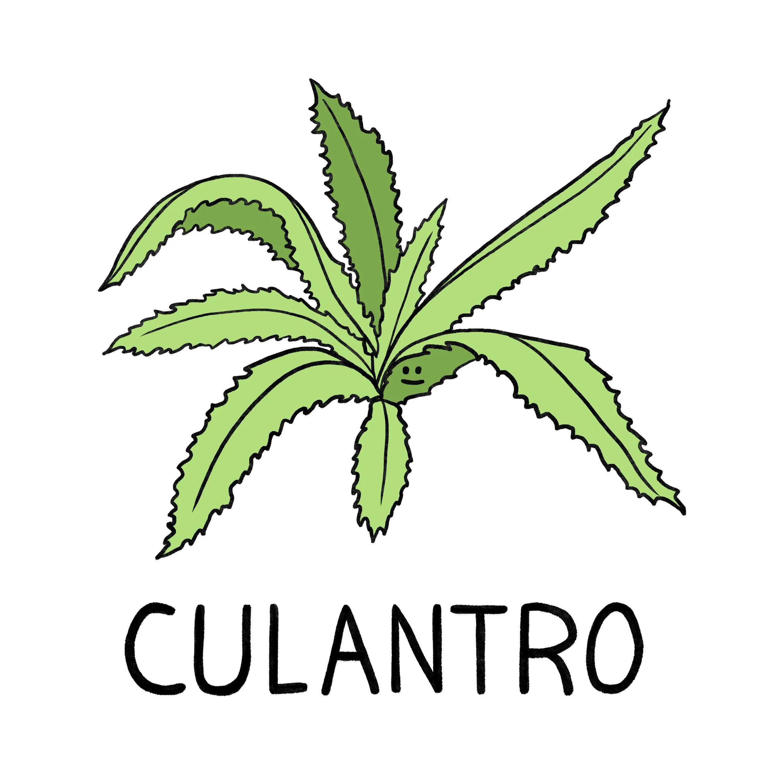 Culantro