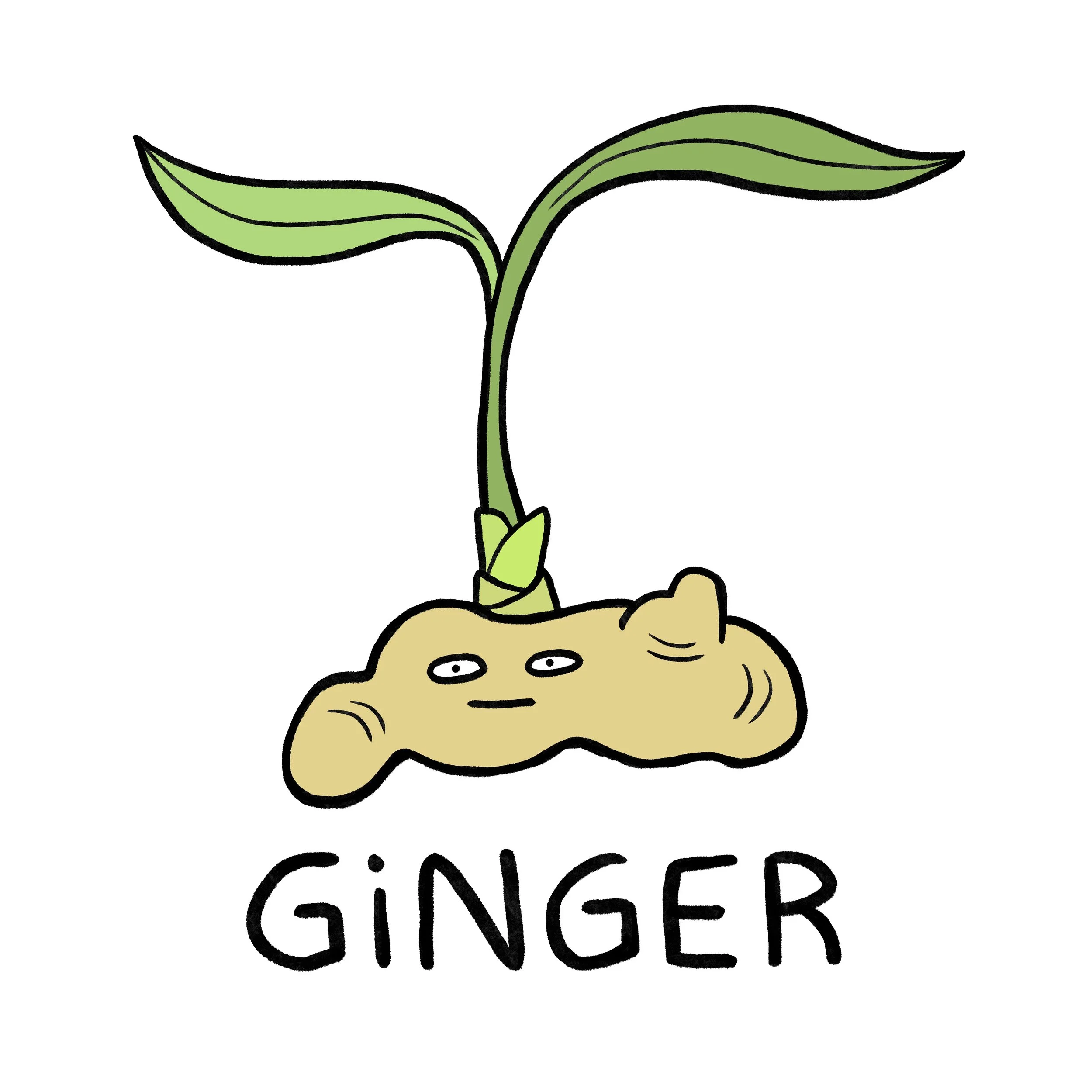 ginger.jpg