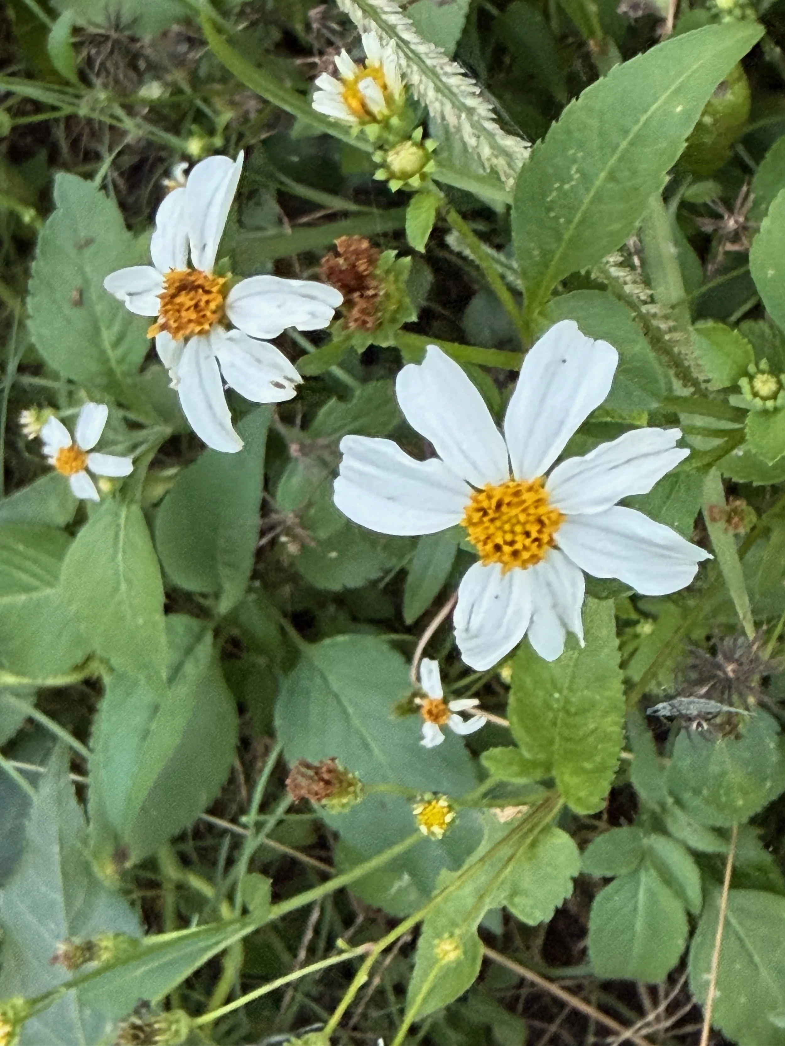 Bidens Alba at 208.jpeg
