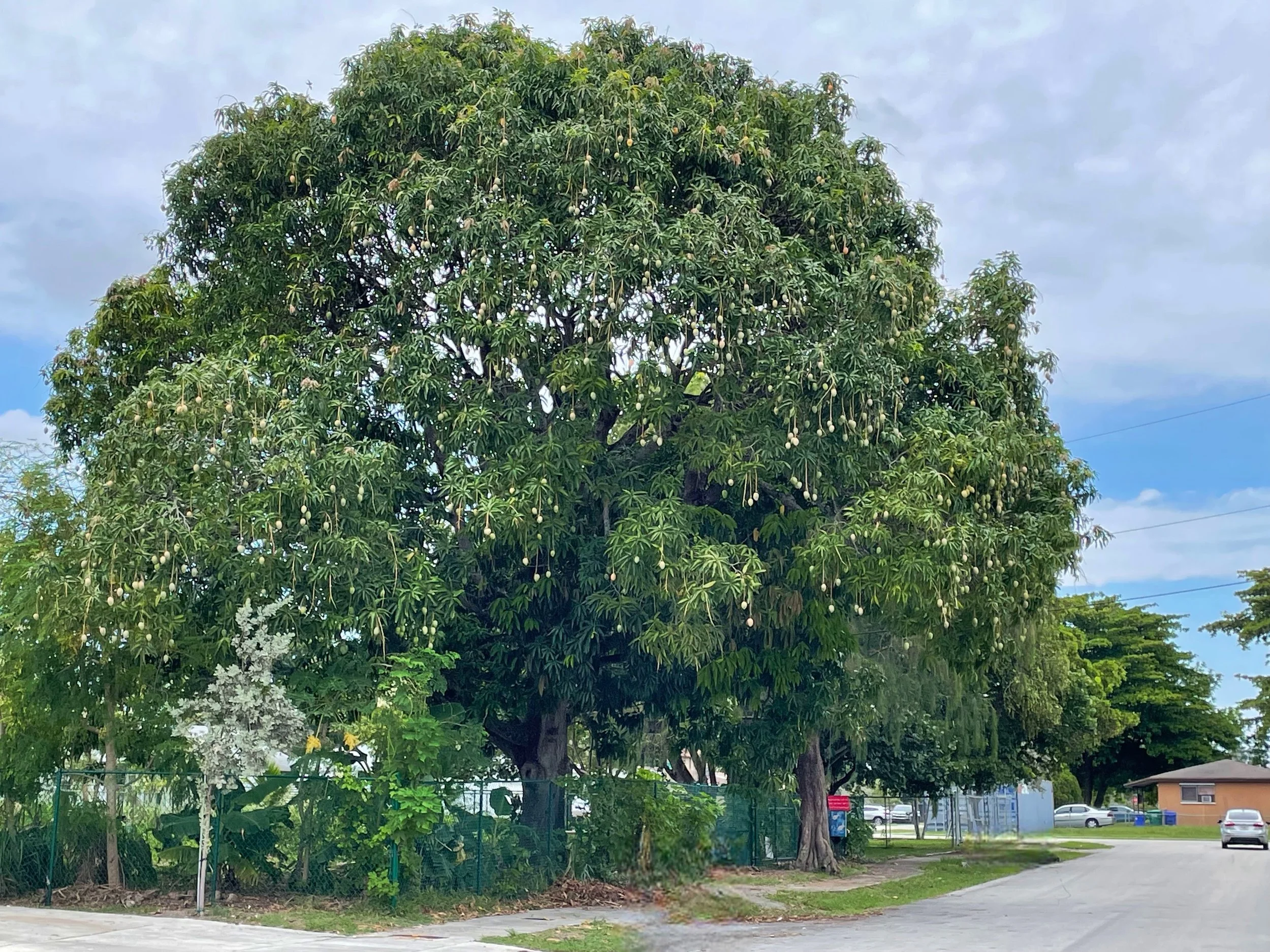mango tree at longwing.jpeg
