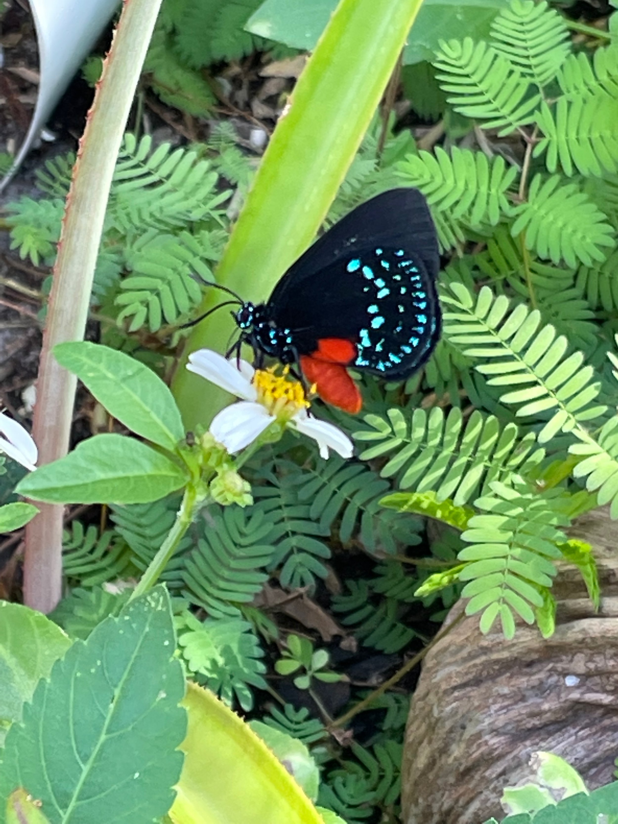 Garden Tour
