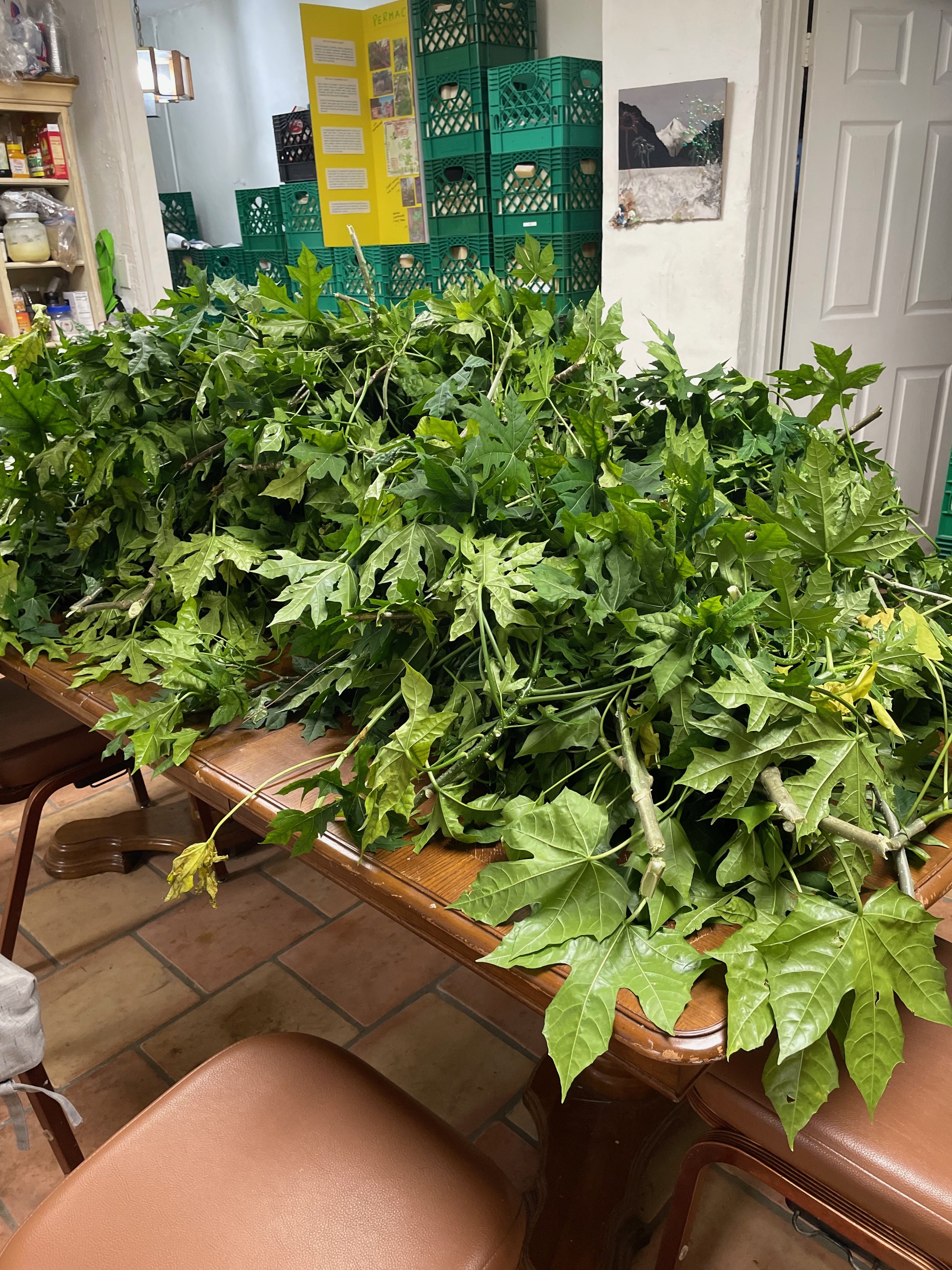 Chaya Harvest.jeg.jpeg