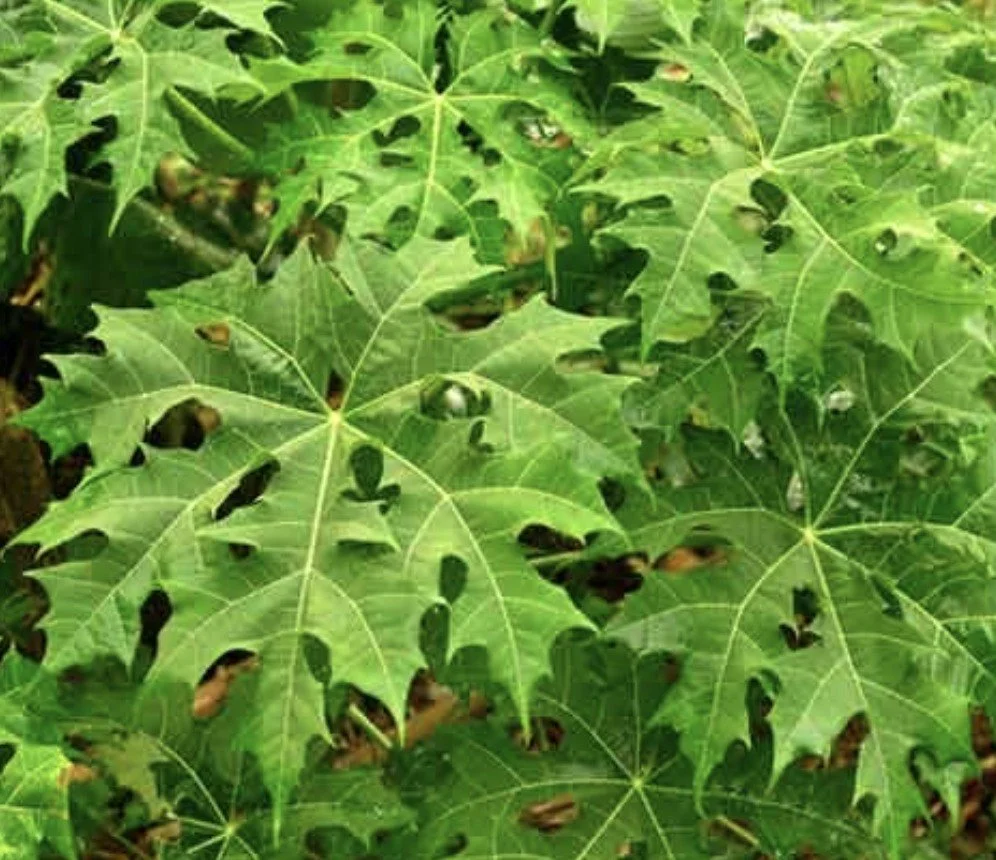 chaya image.jpg