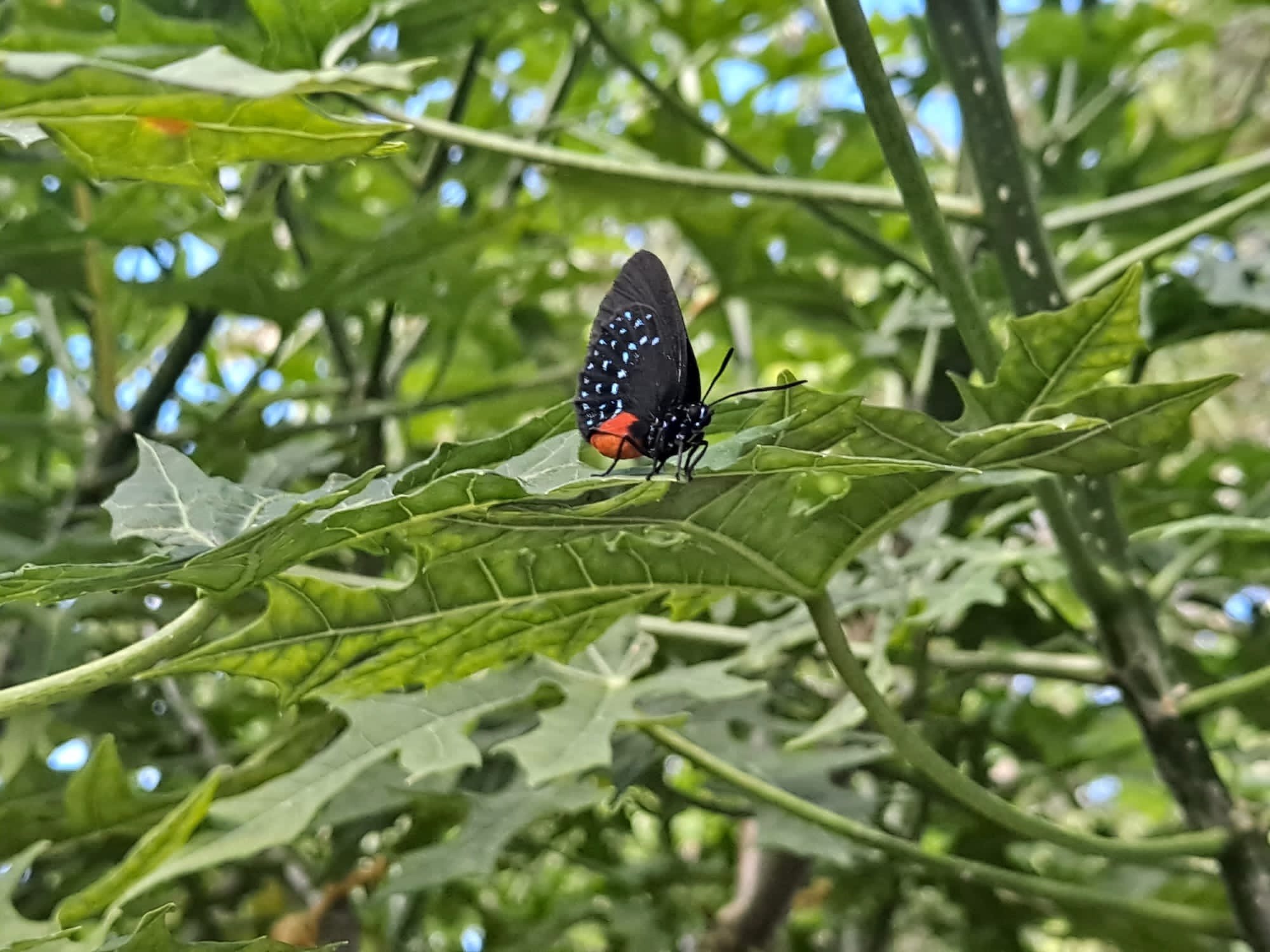 Atala butterfly on chaya.jpeg