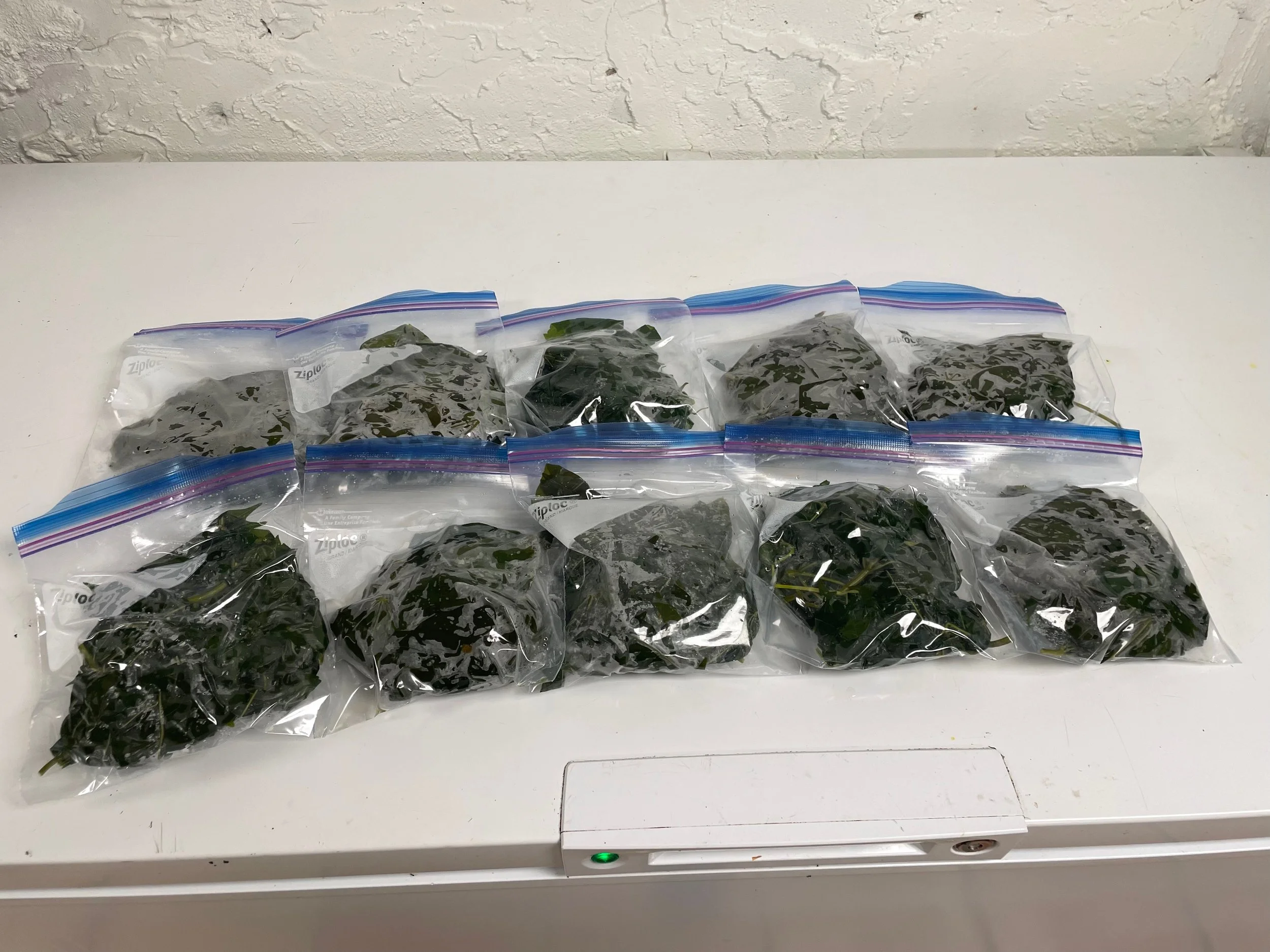Chaya Harvest 3.jpeg