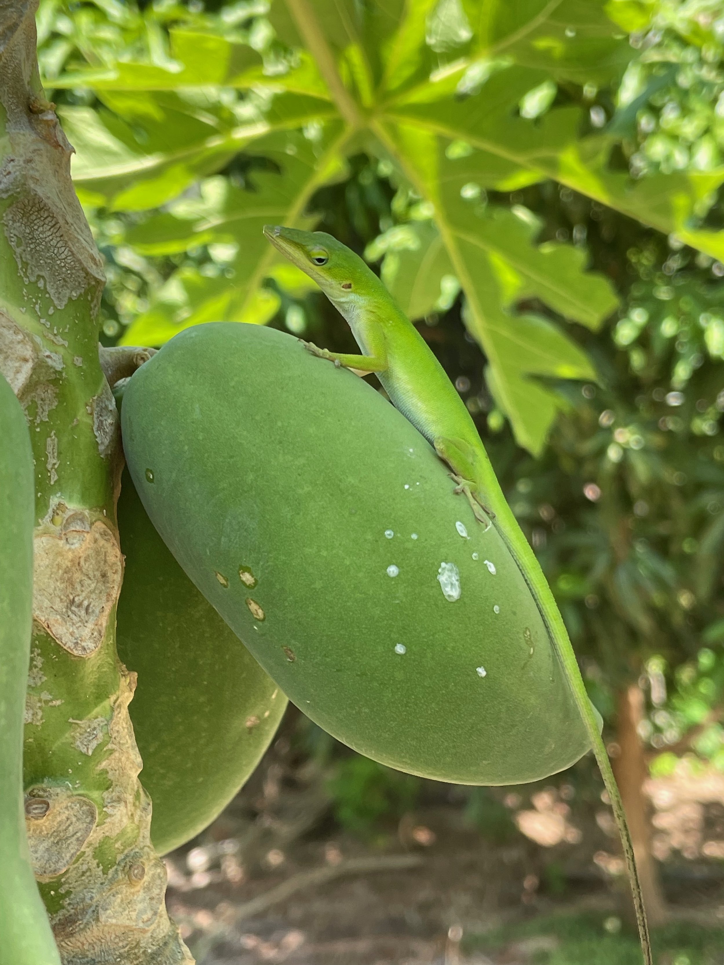 Anole on papaya4.jpeg