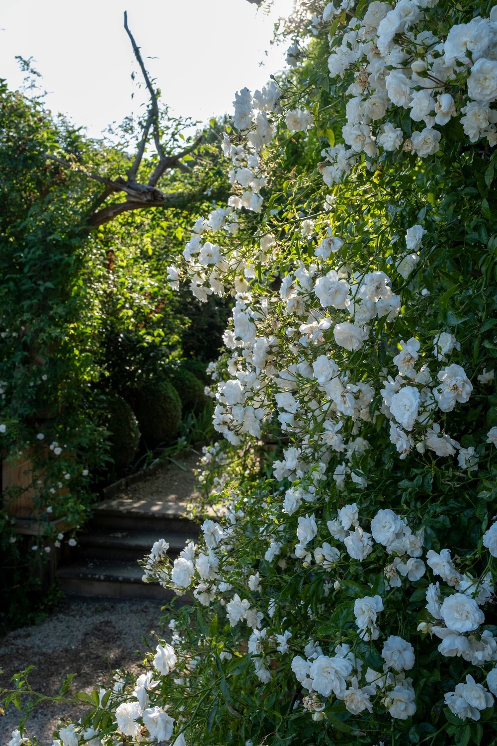 White roses over a garden path at Hanham Court in June