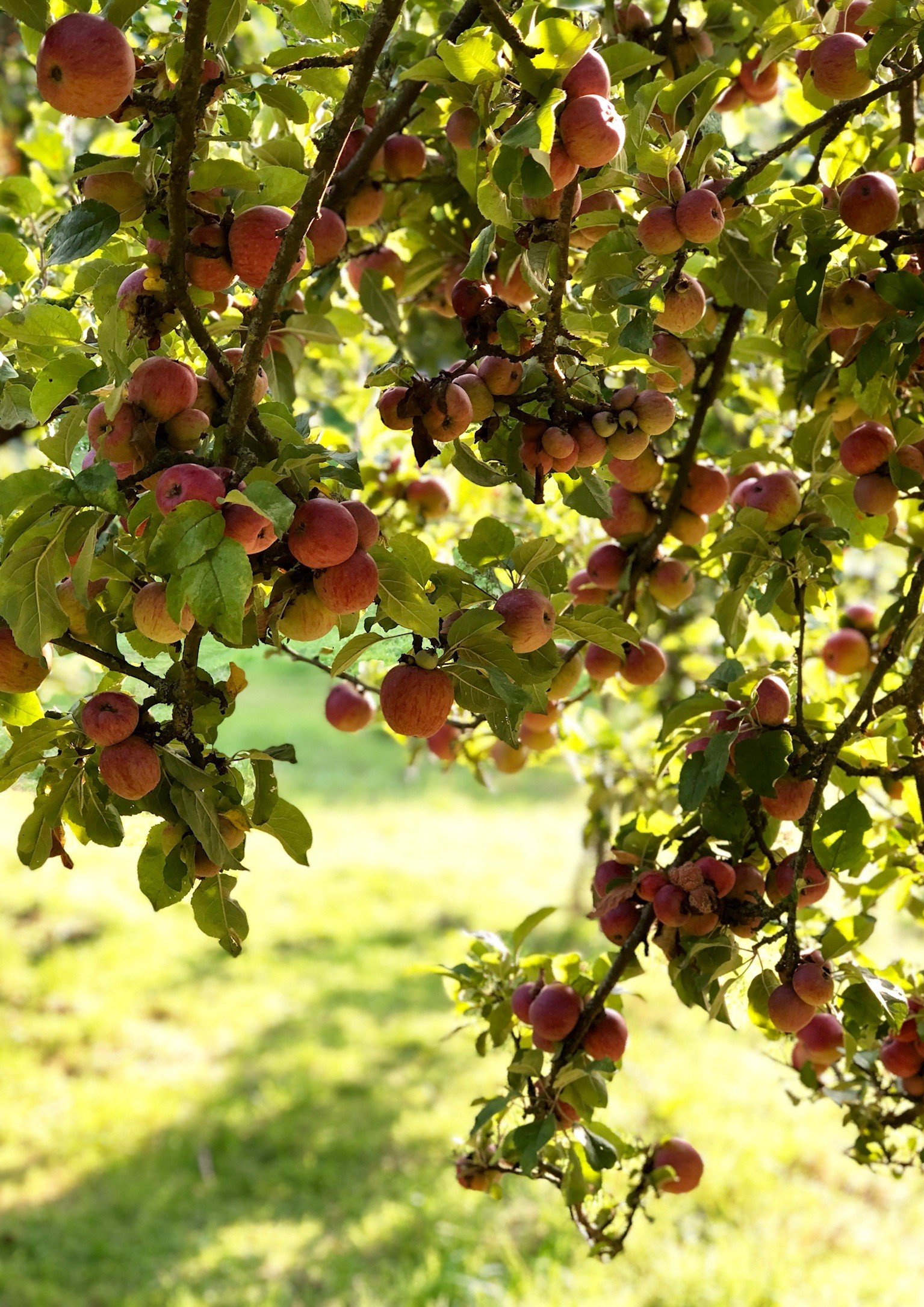 Apple tree 1.jpg