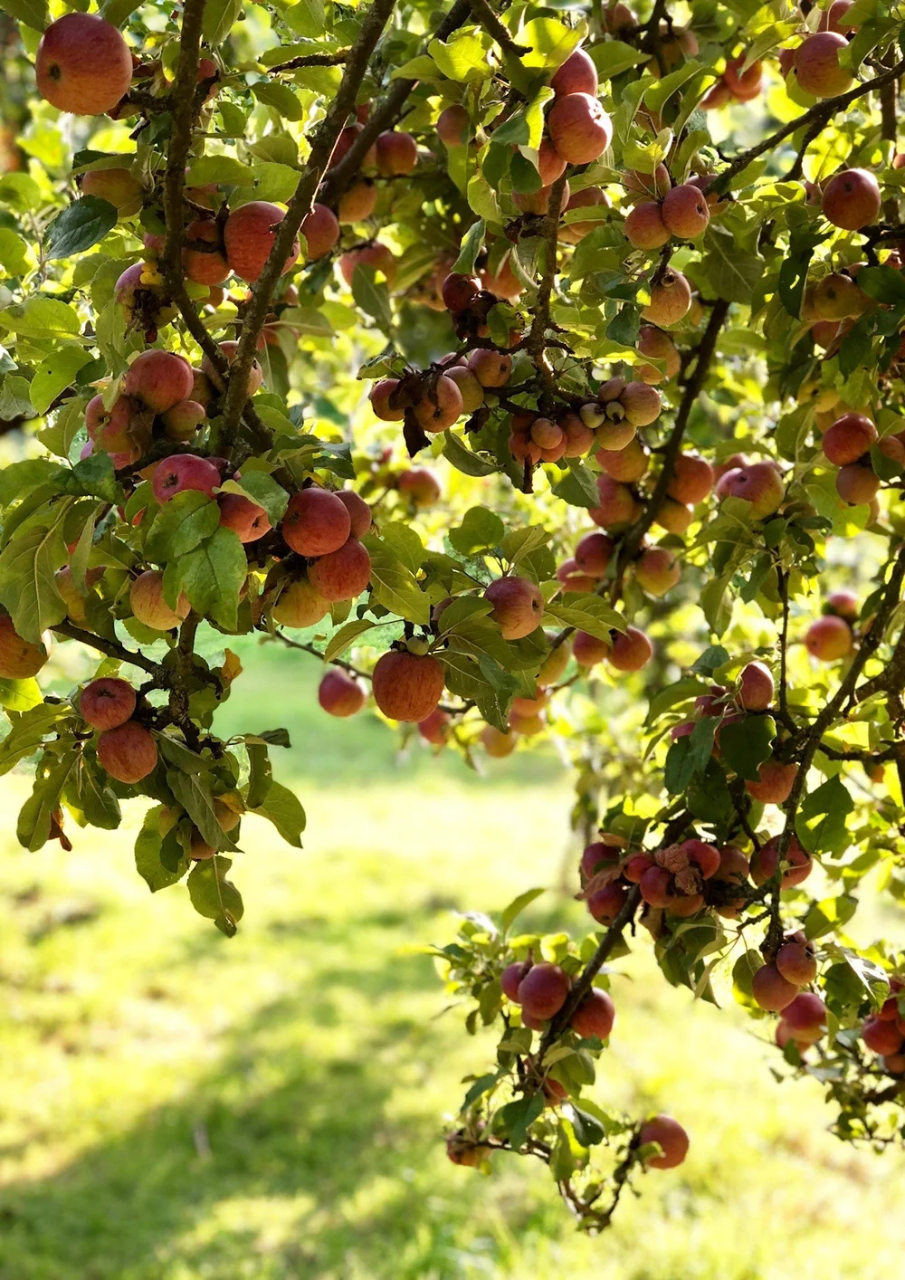 Apples ripening in the orchard at Hanham Court